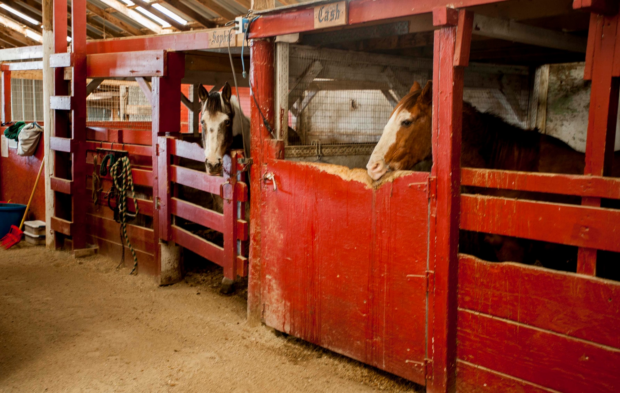 Horses await their annual checkup at the Dufresne Riding Club at Minot Air Force Base, N.D., April 7, 2014. Horses at Minot AFB are required to be vaccinated twice a year. (U.S. Air Force photo/Airman 1st Class Apryl Hall)