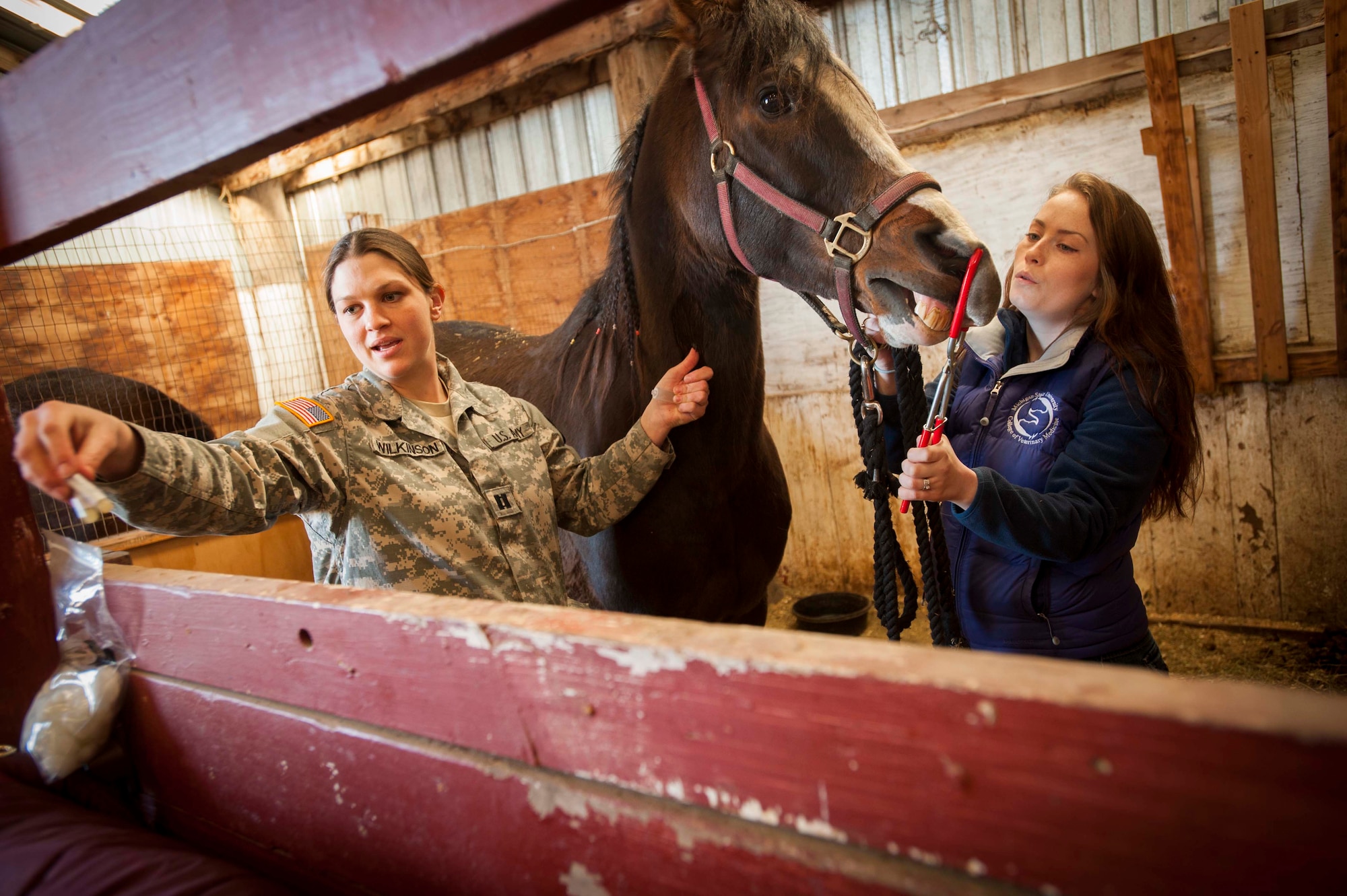 U.S. Army Capt. Jessica Wilkinson, 5th Medical Operations Squadron veterinarian, prepares to draw blood from a horse at the Dufresne Riding Club at Minot Air Force Base, N.D., April 7, 2014. According to Army veterinary regulations, horses must be tested for coggins annually, which is a virus horses are prone to. (U.S. Air Force photo/Airman 1st Class Apryl Hall)