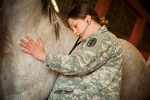 U.S. Army Capt. Jessica Wilkinson, 5th Medical Operations Squadron veterinarian, listens to a horse’s heart at the Dufresne Riding Club at Minot Air Force Base, N.D., April 7, 2014. Horses at Minot AFB have routine examinations to ensure they are healthy. (U.S. Air Force photo/Airman 1st Class Apryl Hall)