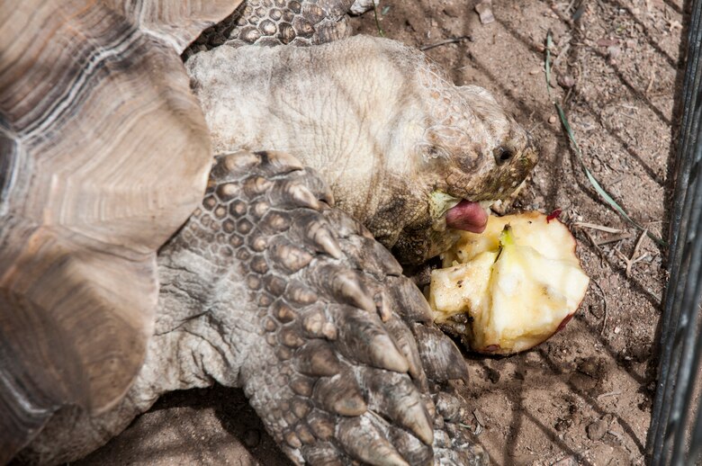 A tortoise eats an apple during Spring Fling on April 12, 2014, at Schriever Air Force Base, Colo. The event also featured various farm animals such as ponies, donkeys, rabbits and goats. (U.S. Air Force photo/Staff Sgt. Julius Delos Reyes)