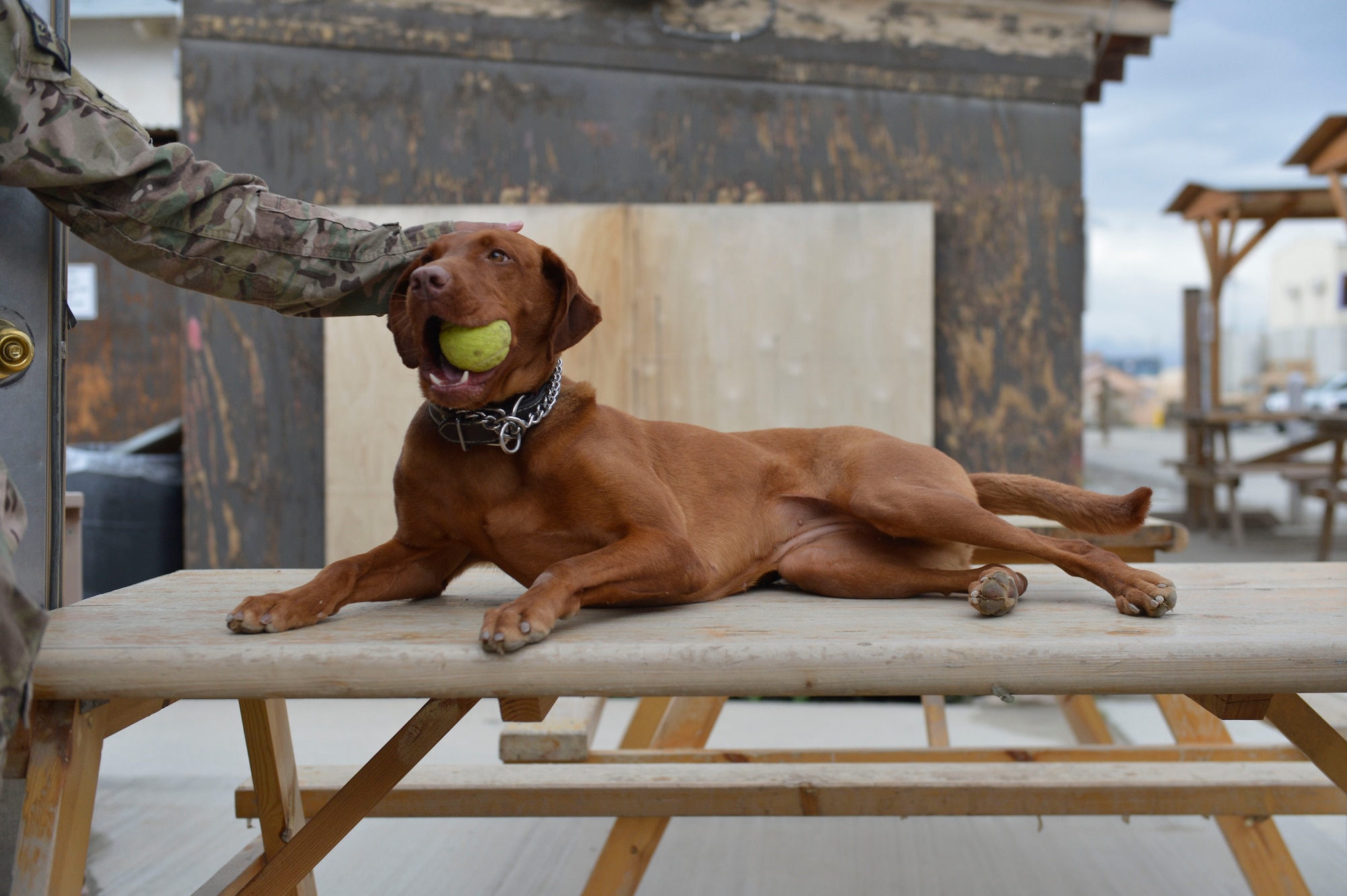 Major Eden, the combat stress assistance dog at Bagram Airfield, Afghanistan, gets some attention while chewing her tennis ball before being the guest star at a Combat Stress seminar held at Bagram, April 5, 2014. The seminar was presented by the 455th Airmen Committed to Excellence group.(U.S. Air Force photo by Senior Master Sgt. Gary J. Rihn/Released)