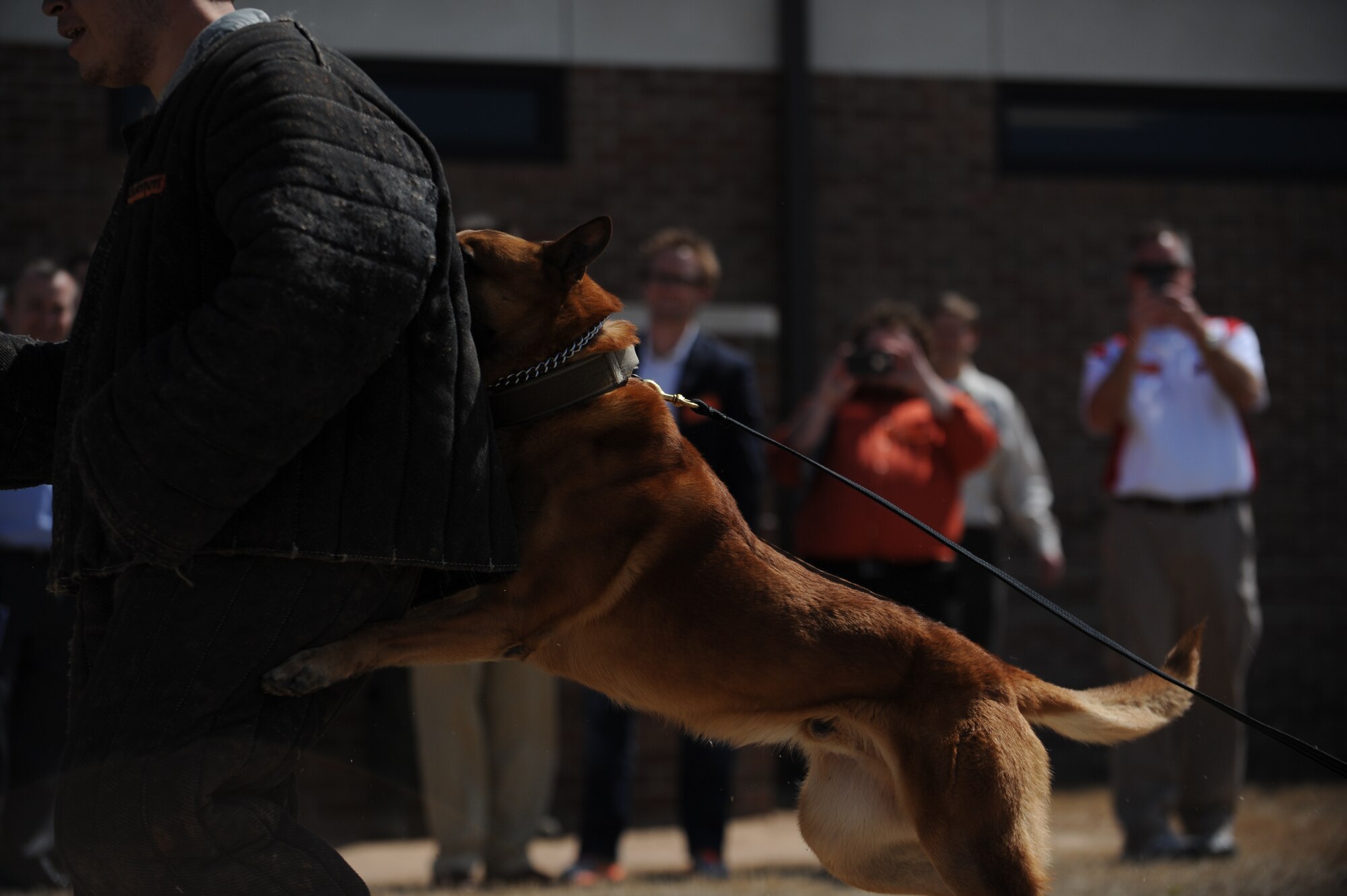 A military working dog from the 19th Security Forces Squadron K-9 unit demonstrates how it protects its handler when a threat is near during the Leadership Greater Little Rock tour April 10, 2014, at Little Rock Air Force Base, Ark. It takes 120 days to completely train a military working dog. (U.S. Air Force photo by Airman 1st Class Cliffton Dolezal)