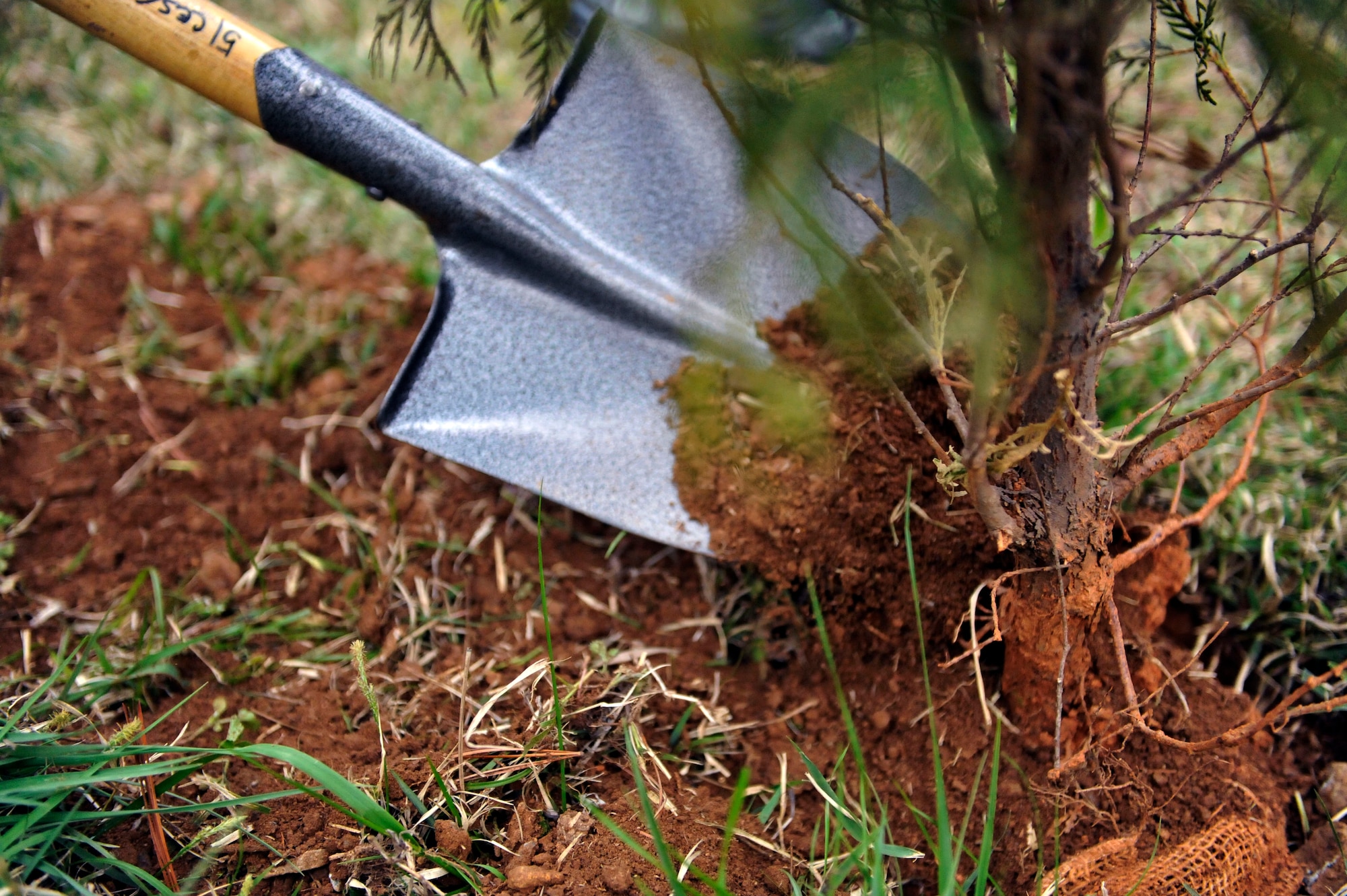 A student from Osan Elementary School pours dirt onto a tree during the Arbor Day Tree Planting event April 17, 2014 at Osan Air Base, Republic of Korea. The students planted 10 evergreen trees and 200 flowers. (U.S. Air Force photo by Senior Airman David Owsianka)