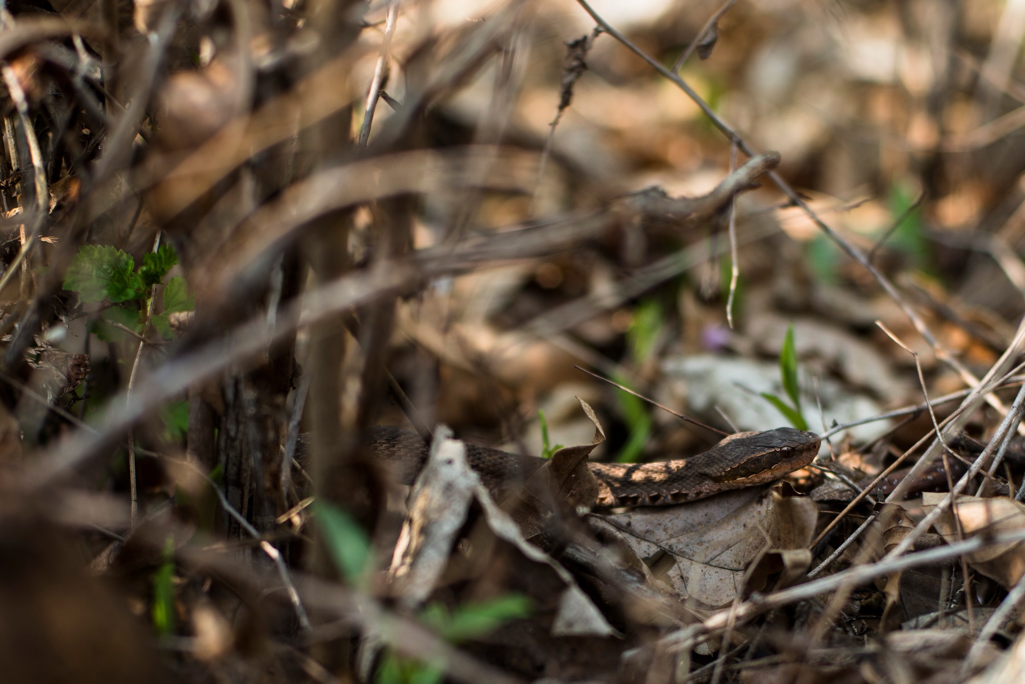 A snake slithers on the ground during a search and rescue mission for exercise Pacific Thunder April 14, 2014, in the Republic of Korea. Search and rescue exercises involve testing contingency abilities in remote locations. (U.S. Air Force photo by Staff Sgt. Jake Barreiro)