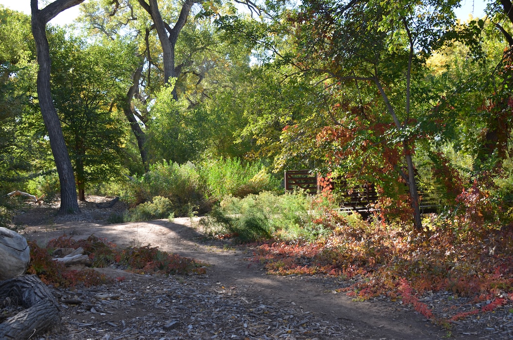 ALBUQUERQUE, N.M., -- Autumn at the Ecosystem Revitalization at Rt. 66 project area (North of Central, on the west side of the Rio Grande).  This is near one of the pedestrian bridges installed to encourage recreational use of the area. Photo taken Oct. 16, 2012 by Alicia Austin Johnson.