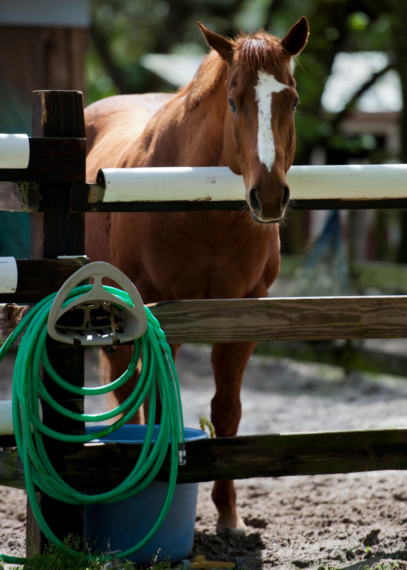 A horse waits for some attention from the new visitors during the Sand and Spur Riding Club open house event April 19 at Eglin Air Force Base, Fla.  The club provided pony rides for kids and riding and training demonstrations. Those who attended got an up close and hands-on experience with many of the different breeds of horses housed at the stables on base. (U.S. Air Force photo/Samuel King Jr.)