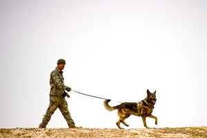 To keep military working dogs healthier and more comfortable during deployments, Armament Research, Development and Engineering Center engineers from Picatinny and Rock Island are developing kennels for environments with temperature extremes. The new, portable kennels will have a forced-air system that provides fresh air circulation inside the shelter in the absence of natural breezes, heated air during extreme cold and cooled air during extreme heat. (U.S. Army file photo)
