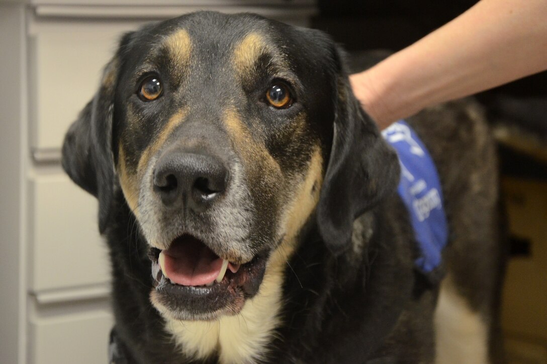 Commander Joe is ready to work on command at the Joint Base Andrews Md., Naval Branch Health Clinic, April 22, 2014.The mental health dog takes on the mission of identifying a prevalent condition -- severe stress. (courtesy photo)