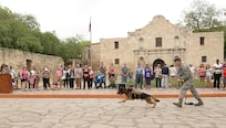 Staff Sgt. Jacob Cross, 802nd Security Forces Squadron, military working dog handler, and his military working dog demonstrate obedience, detection and patrol skills April 21 in tribute to San Antonio Fiesta 2014’s Air Force Day at the Alamo. From its beginning in 1891, Fiesta has grown into an annual celebration that includes civic and military observances, street and river float parades, exhibits, sports, music and food representing the spirit, diversity and vitality of San Antonio. (U.S. Air Force photo by Ben Faske)
