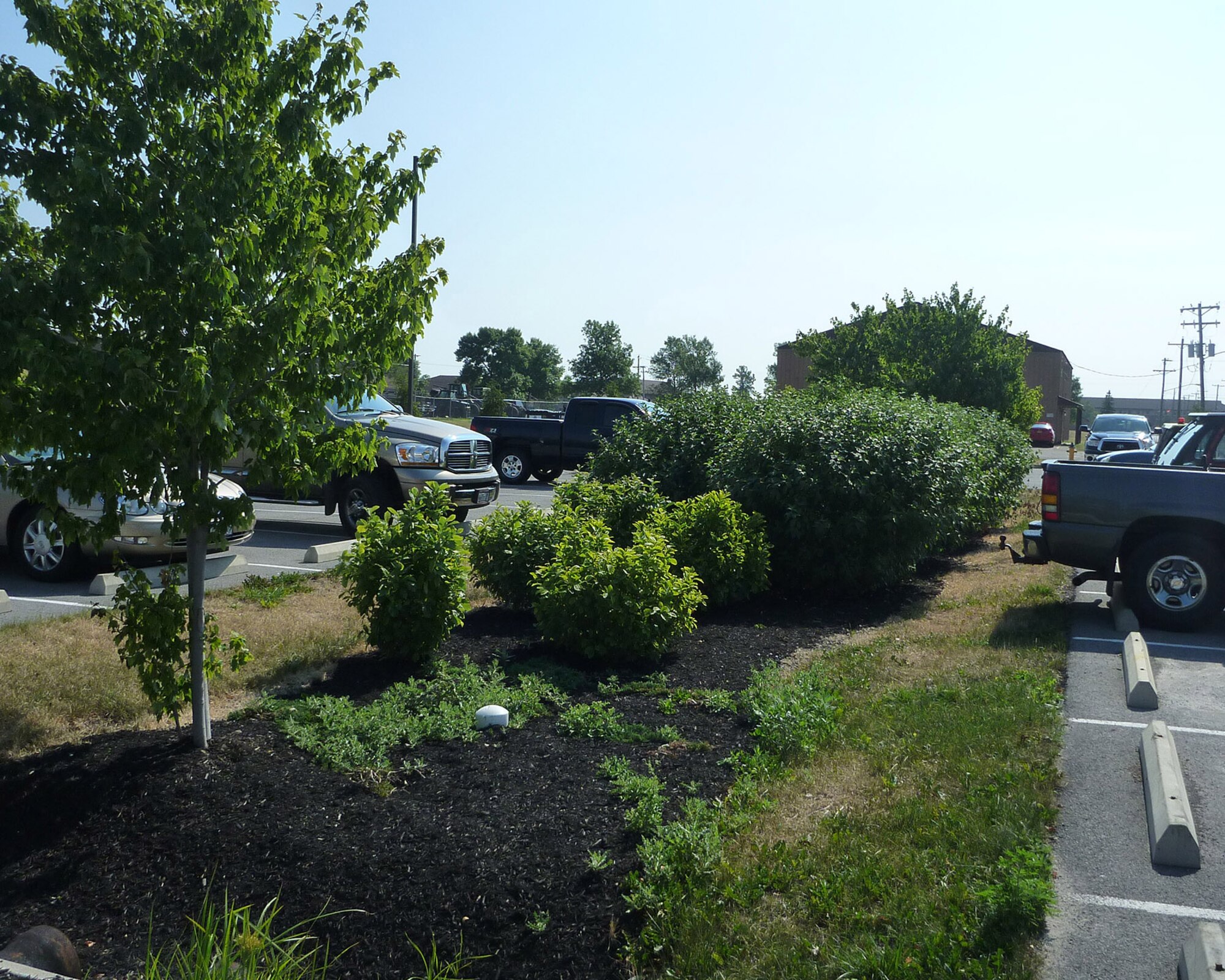 Plants thriving due to the success of Biorentention at the Niagara Falls Air Reserve Station, N.Y.  This is just one of many successful environmental projects around the base that helps Niagara exceed Air Force goals. (U.S. Air Force photo by Ms. Kimberly Powell)