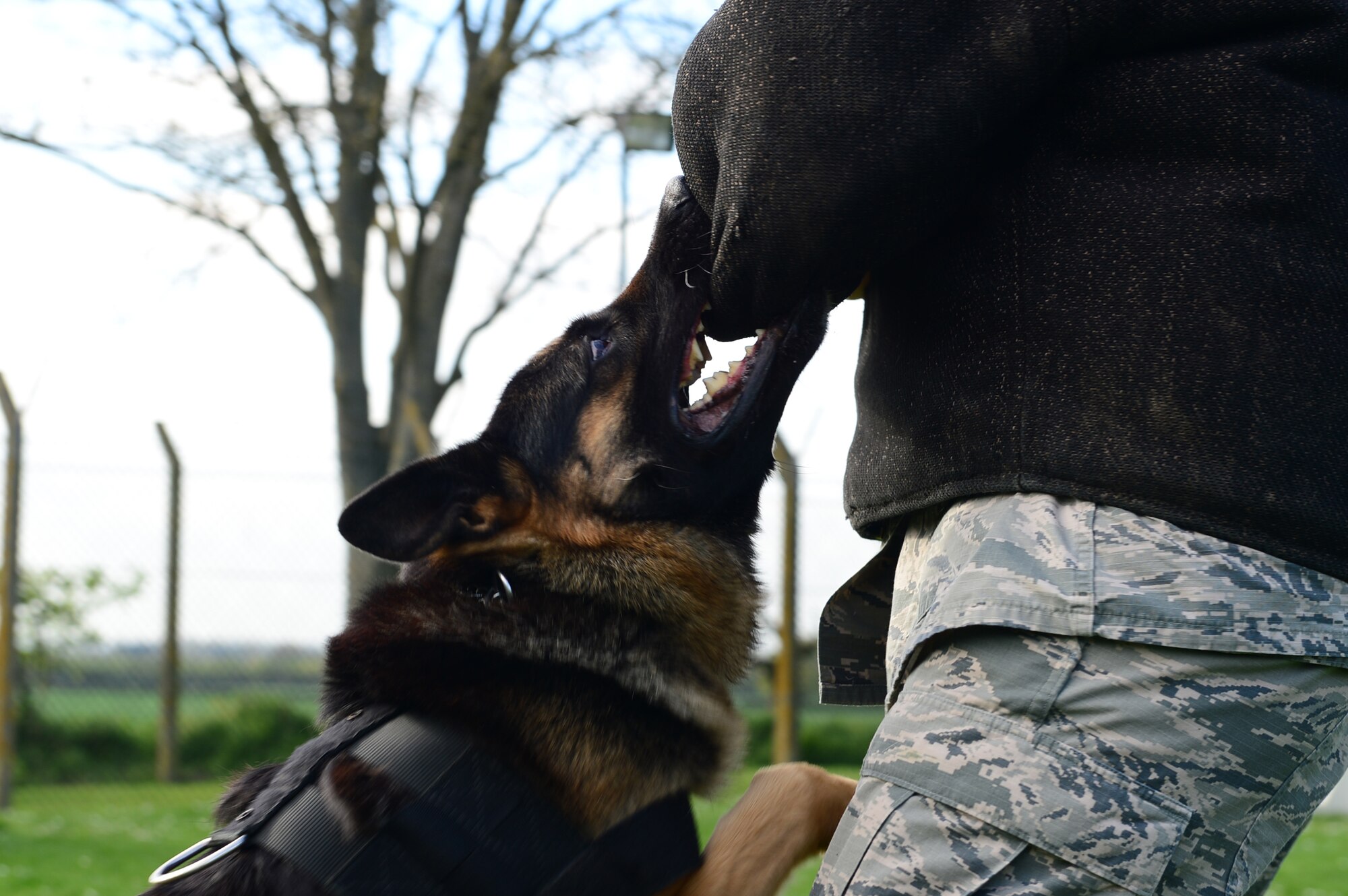 Ayron, 48th Security Forces Squadron military working dog, apprehends a suspect decoy during combat obedience training at Royal Air Force Feltwell, England, April 9, 2014. Suspect decoy restraint training is conducted weekly to keep the dogs readily prepared for real-world scenarios.  (U.S. Air Force photo by Airman 1st Class Dawn M. Weber/Released)