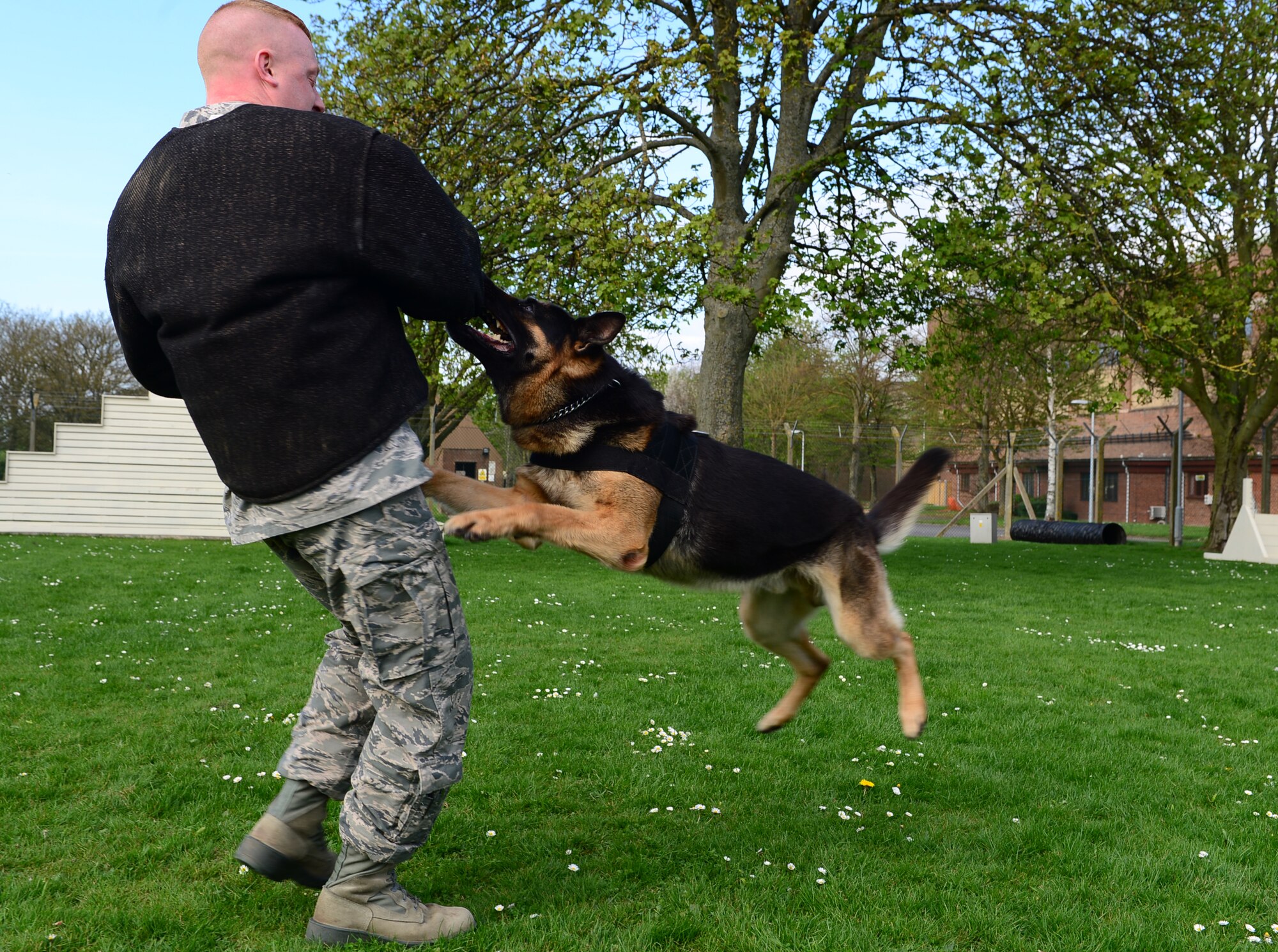 Staff Sgt. Chris Maziarka, 48th Security Forces Squadron military working dog trainer is detained as a suspect decoy during combat obedience training at Royal Air Force Feltwell, England, April 9, 2014. Suspect decoy restraint training is conducted weekly to keep the dogs readily prepared for real-world scenarios.  (U.S. Air Force photo by Airman 1st Class Dawn M. Weber/Released)