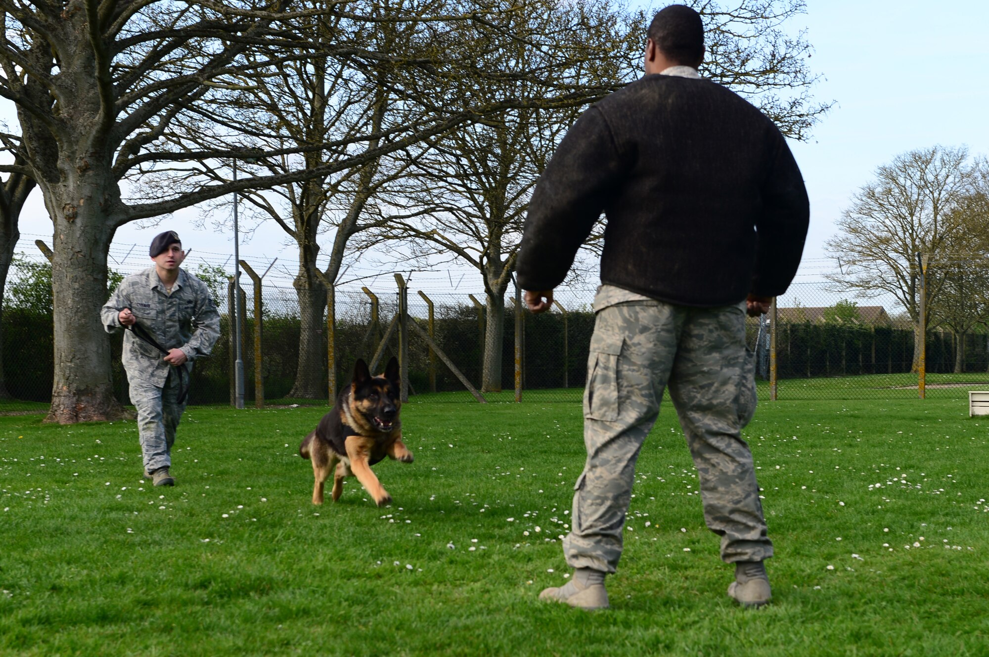 Staff Sgt. Christian Cykman, 48th Security Forces Squadron MWD handler, releases Ayron, to apprehend a suspect decoy during combat obedience training at Royal Air Force Feltwell, England, April 9, 2014. Suspect decoy restraint training is conducted weekly to keep the dogs readily prepared for real-world scenarios.  (U.S. Air Force photo by Airman 1st Class Dawn M. Weber/Released)