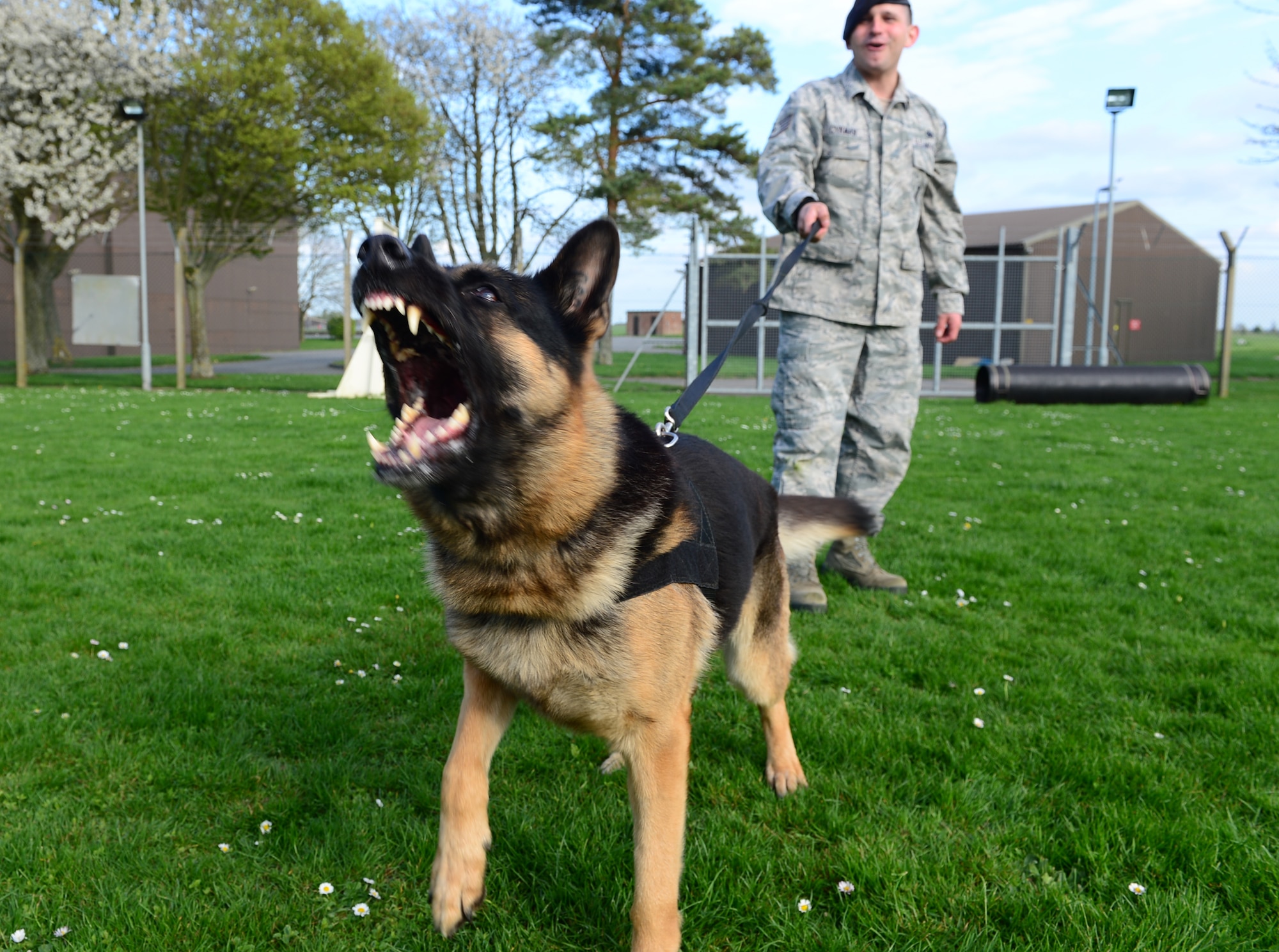 Ayron, 48th Security Forces Squadron military working dog, is controlled by Staff Sgt. Christian Cykman, 48th SFS MWD handler, at Royal Air Force Feltwell, England, April 9, 2014. Weekly obedience training is conducted to keep the dogs readily prepared for real-world scenarios.  (U.S. Air Force photo by Airman 1st Class Dawn M. Weber/Released)