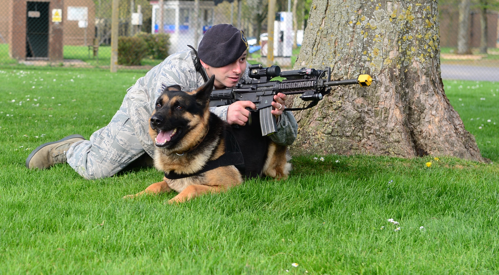 Staff Sgt. Christian Cykman, 48th Security Forces Squadron military working dogs handler, uses Ayron as a prop while in the prone position during combat obedience training at Royal Air Force Feltwell, England, April 9, 2014. Weekly training is conducted to keep the dogs readily prepared for real-world scenarios.  (U.S. Air Force photo by Airman 1st Class Dawn M. Weber/Released)