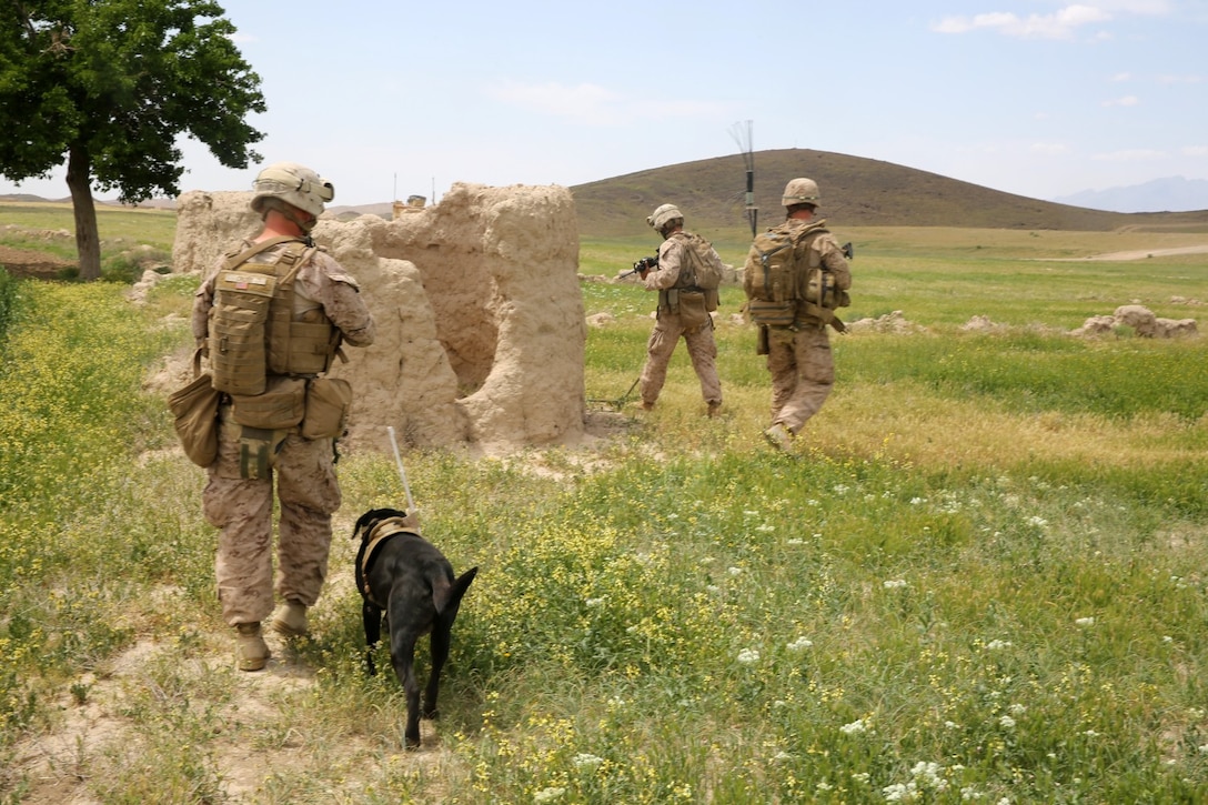 Marines with Weapons Company, 1st Battalion, 7th Marine Regiment, patrol through a field during a mission in Helmand province, Afghanistan, April 17. The company's two-day mission was to disrupt lethal enemy aid and to search three compounds of interest in an area suspected of Taliban influence. The compounds were suspected to contain a homemade-explosive lab, a cache for narcotics and be home to local Taliban leadership.