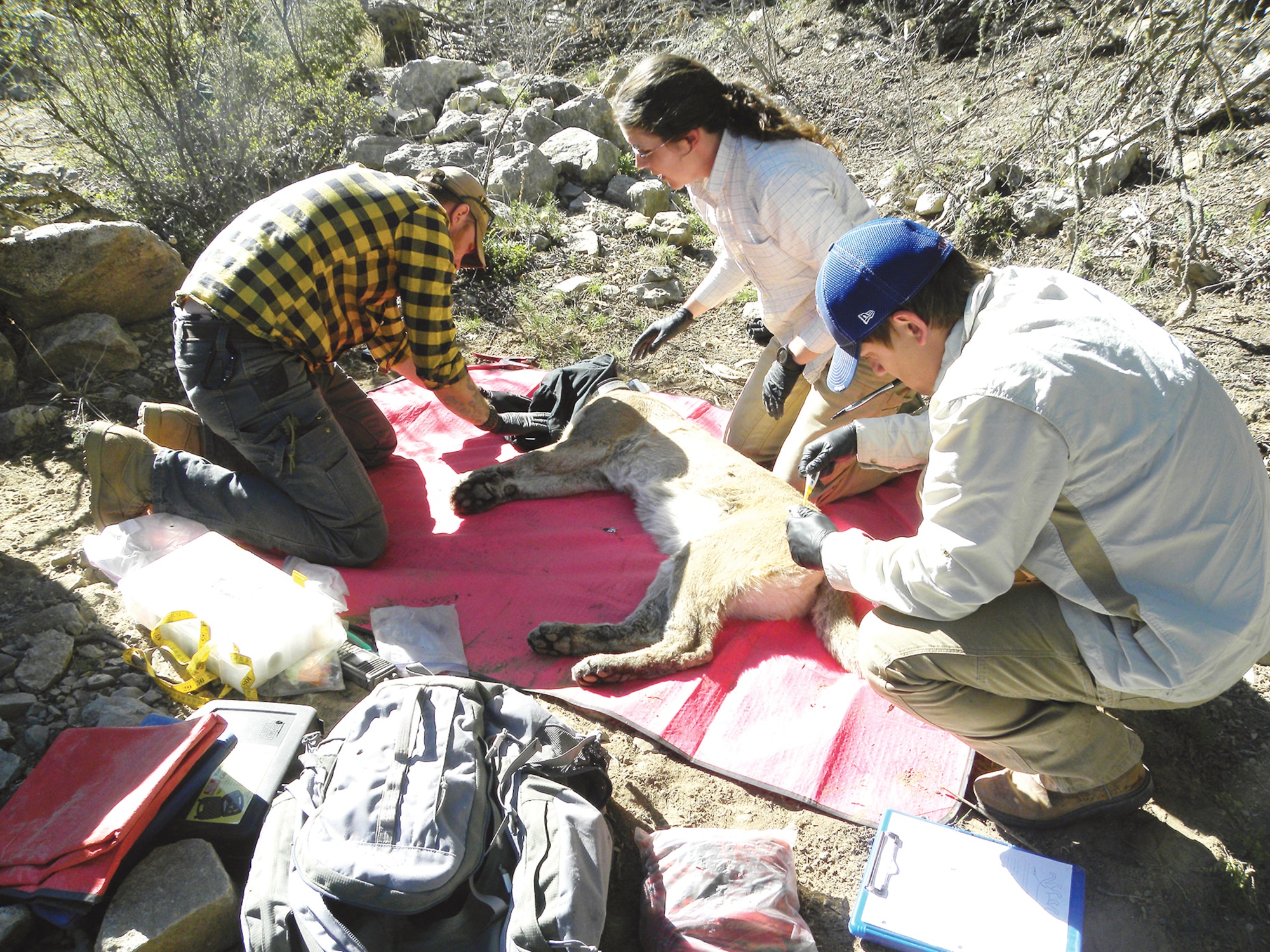 A research team at Kirtland places a radio collar on a sedated cougar. Tracking the cougar with a collar allows the team to know where the cougars have their dens and how far they travel. (Courtesy photo)