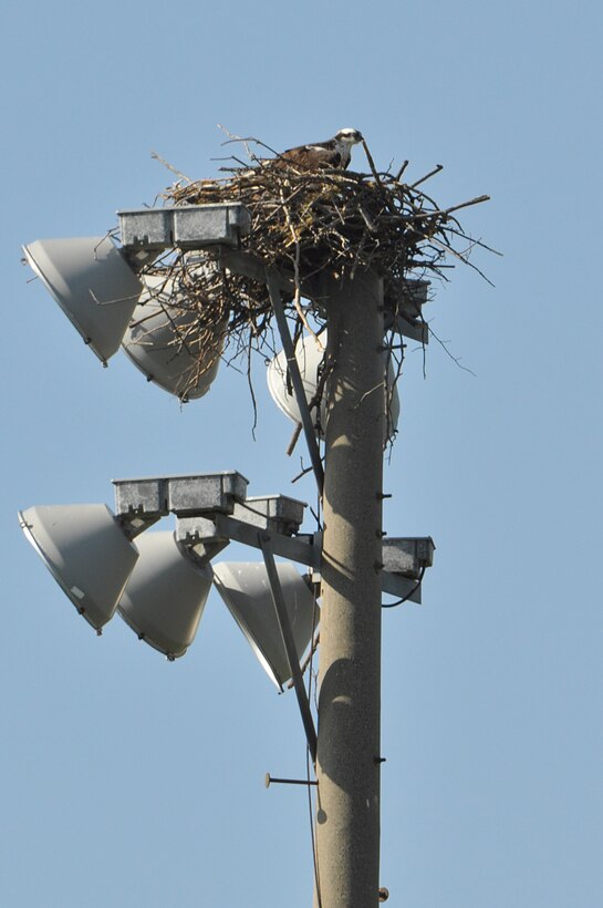 An Osprey rests in its nest during the Earth Week Bird Count at Langley Air Force Base, Va., April 23, 2014. There are approximately 30 nests on base each containing two to four eggs.  The fledglings are often relocated to states where Osprey populations have declined. (U.S. Air Force photo by Master Sgt. April Wickes)