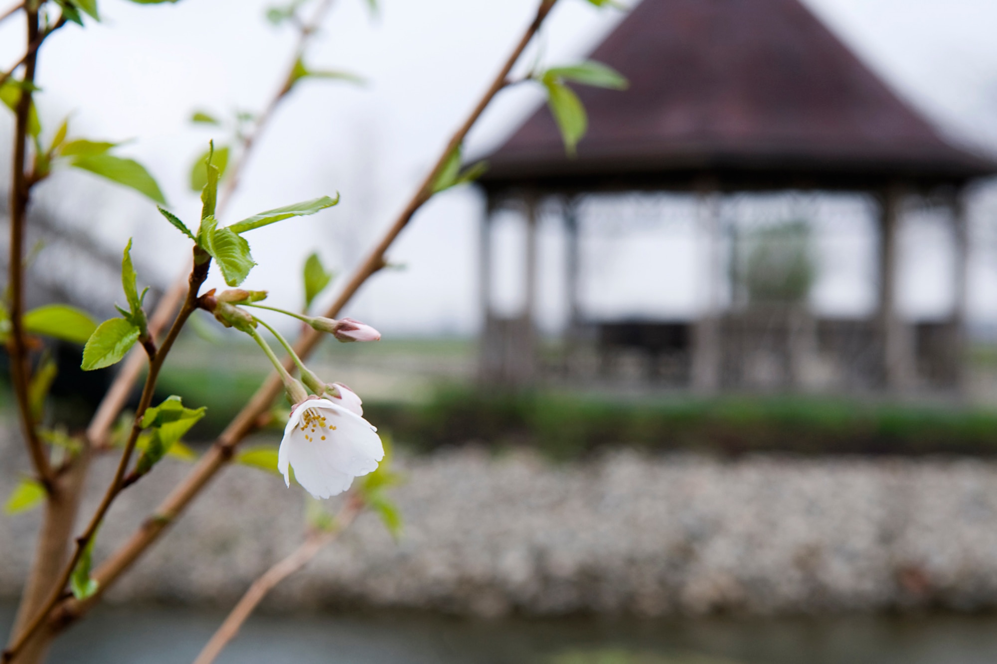 Three blossoms on a Japanese flowering Yoshino cherry tree hang on tight during a rainy day at Grissom Air Reserve Base, Ind., April 25, 2014. The three flowers were the trees only blossoms, and one of the few sources of natural color on what was a gloomy day during which Grissom celebrated Arbor Day. (U.S. Air Force photo/Tech. Sgt. Mark R. W. Orders-Woempner) 