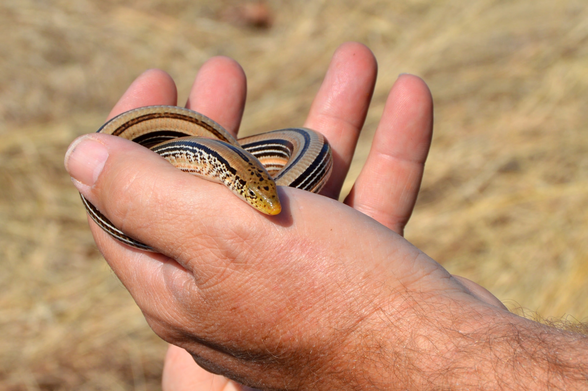 Tinker biologist Ray Moody, 72nd Air Base Wing Civil Engineering Directorate, shows off the legless Western slender glass lizard found crawling out of a trash bag during the cleanup event. (Air Force photo by April McDonald)