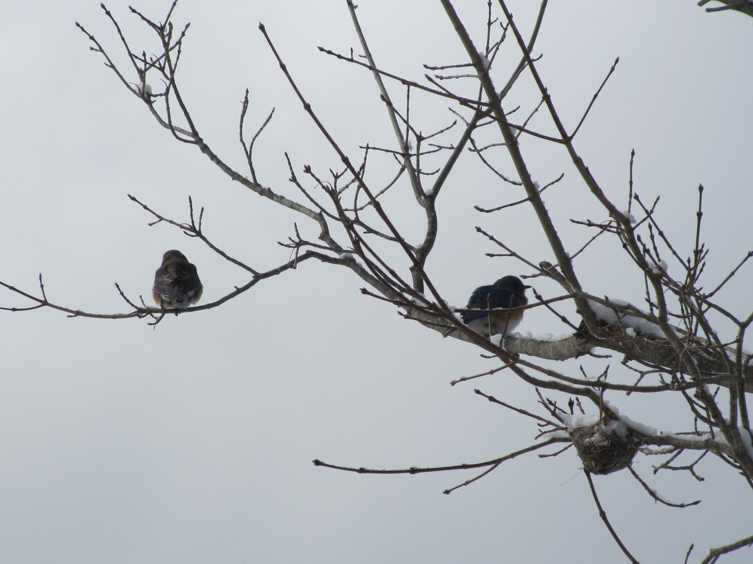 Bluebirds sit on branches after a spring snow storm on April 16 at Birch Hill Dam, Royalston, Mass. 
