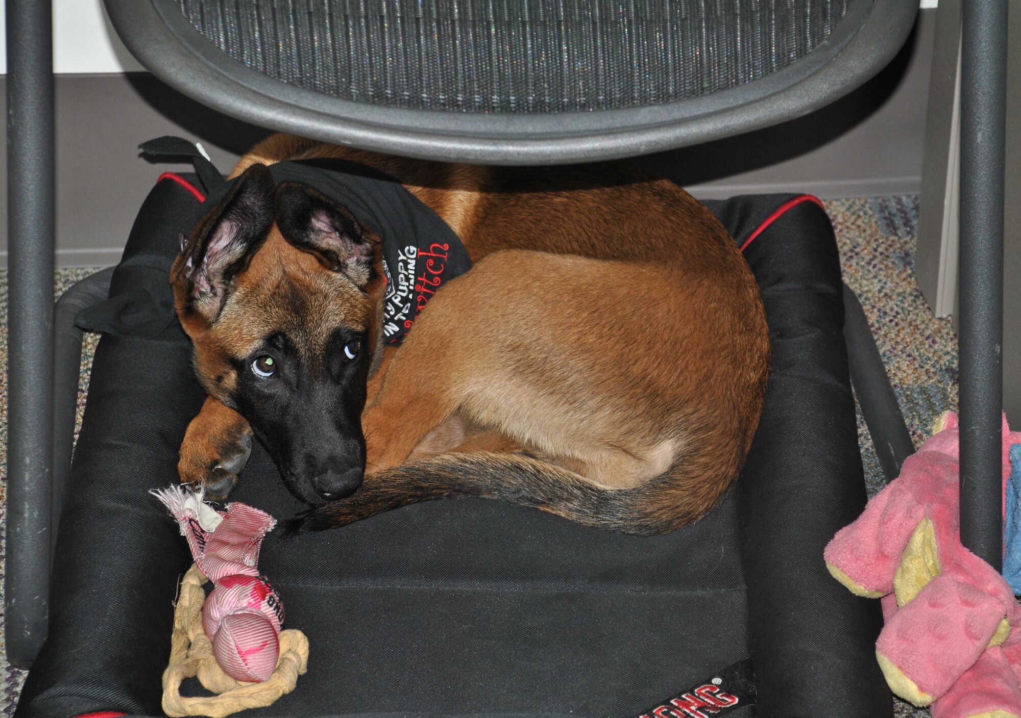 JOINT BASE SAN ANTONIO-RANDOLPH, Texas – It didn’t take long for three-month old Wwitch to make the Air Education and Training Command her home-away-from-home. The foster puppy, a future military working dog, spends her pre-training puppy days with AETC Deputy Chief of program Development Capt. Brandy Caffee. (U.S. Air Force photo/Breanne Smith)