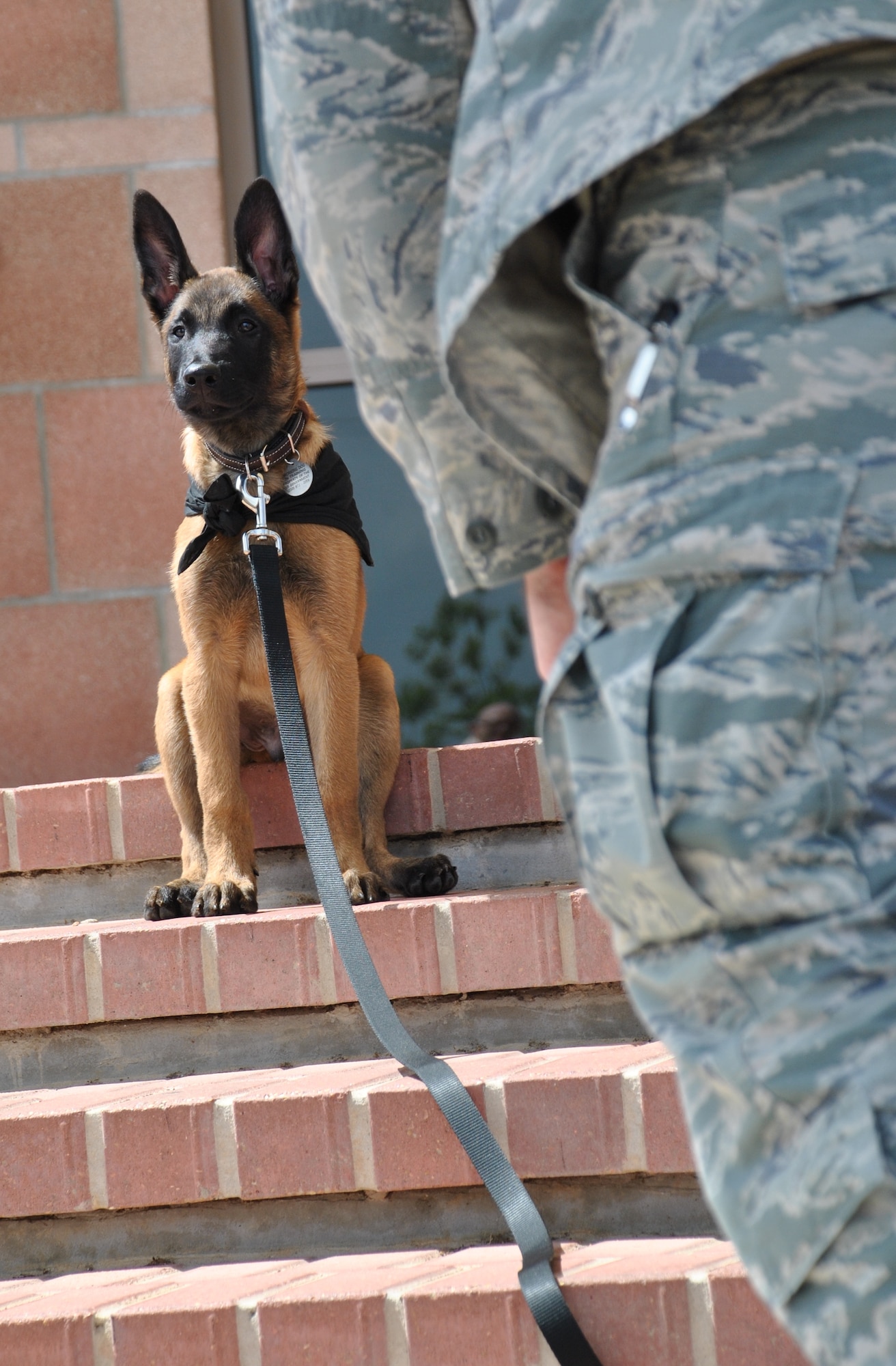 JOINT BASE SAN ANTONIO-LACKLAND, Texas – Xxplorer surveys the grounds at the Air Force Civil Engineer Center during a break from work with his foster, engineer Capt. Grant Harwell. XXplorer will spend the next couple of months living with Harwell and his family until he matures to the appropriate training age for the Military Working Dog Program. (U.S. Air Force photo/Breanne Smith)