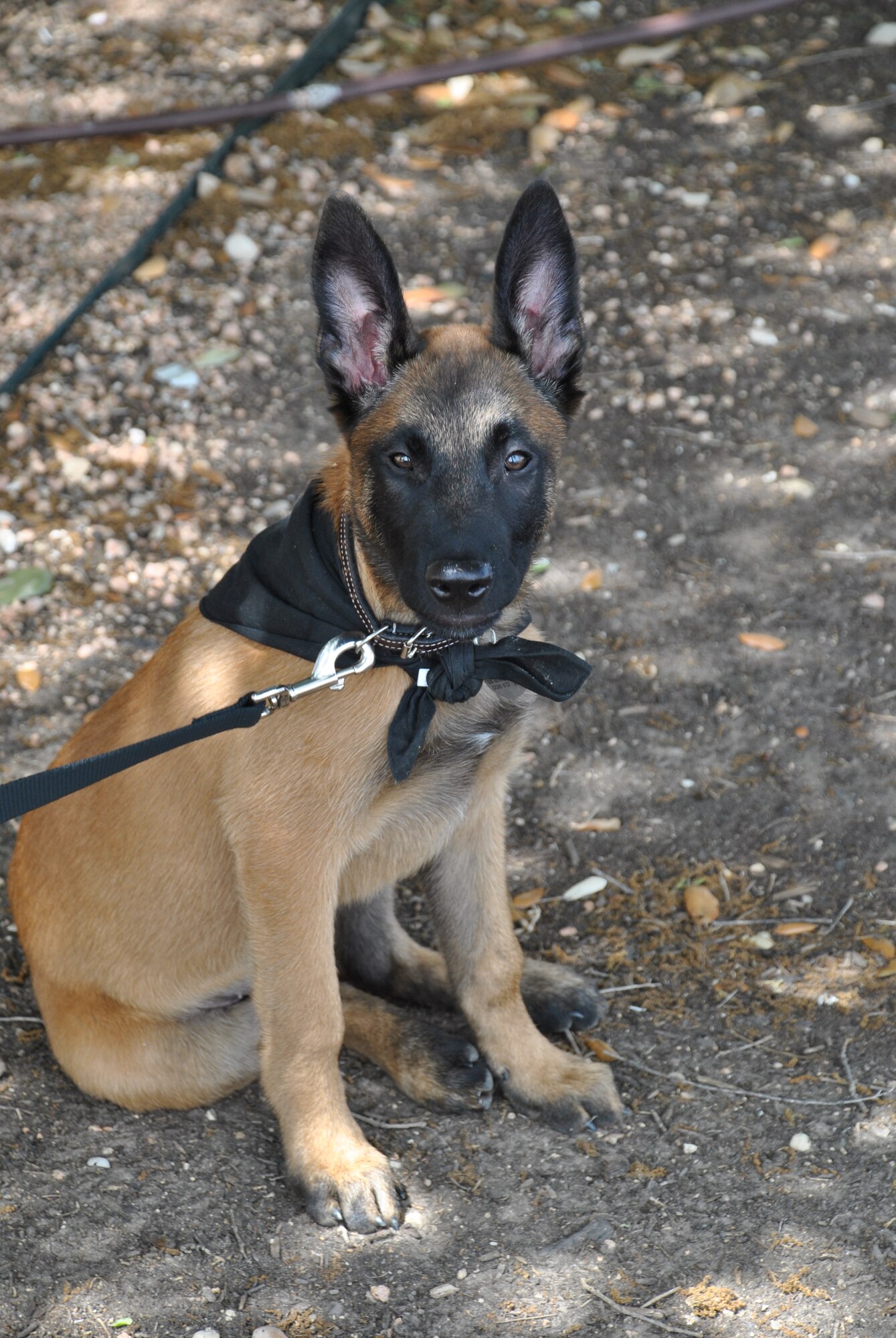 JOINT BASE SAN ANTONIO-LACKLAND, Texas – Xxplorer takes a break outside of the Air Force Civil Engineer Center. Like other military working dogs, Xxplorer spends his puppy months with his foster family as they work to expose him to as many new environments as possible and give him the valuable socialization opportunities that will help set him up for future success in the program.   (U.S. Air Force photo/Breanne Smith)