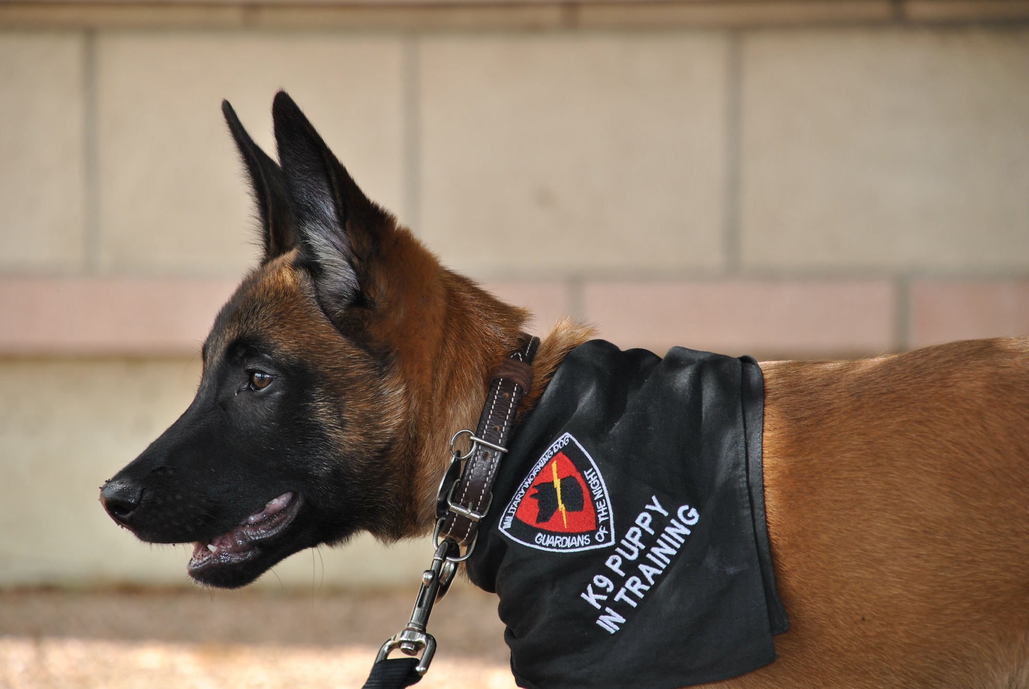 JOINT BASE SAN ANTONIO-LACKLAND, Texas – Three-month-old Xxplorer, a Belgian Malinois puppy with the Department of Defense Military Working Dog Breeding Program, spends his pre-training days with engineers at the Air Force Civil Engineer Center. (U.S. Air Force photo/Breanne Smith)