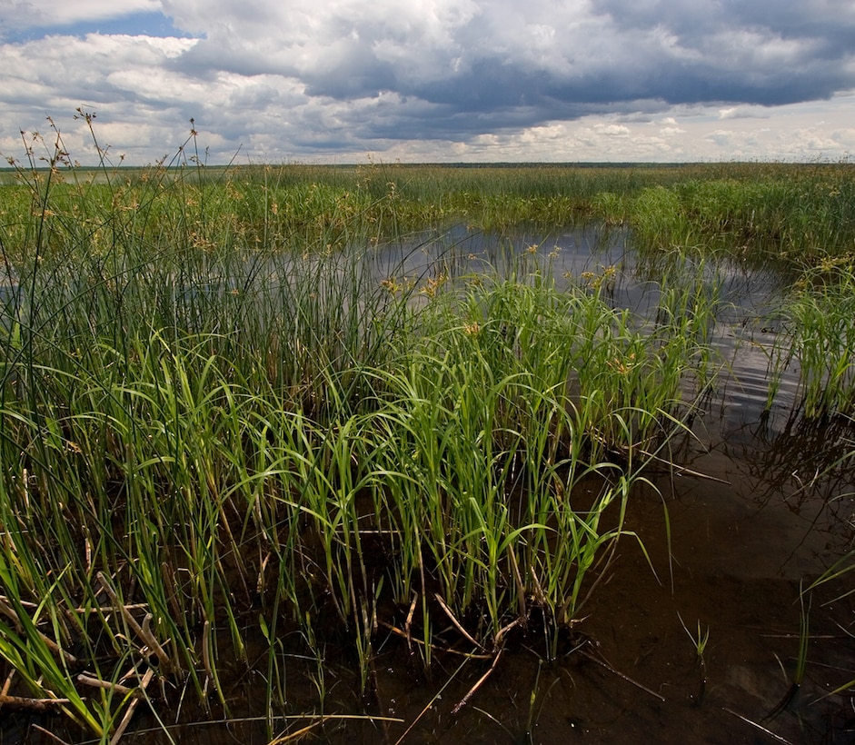 Marshes are wetlands composed of cattails, lake sedges, burlrushes, wild rice, arrowheads and other herbaceous vegetation growing in shallow water that may be seasonal to permanent. This example is of Deep Marsh Rice Lake National Wildlife Refuge.