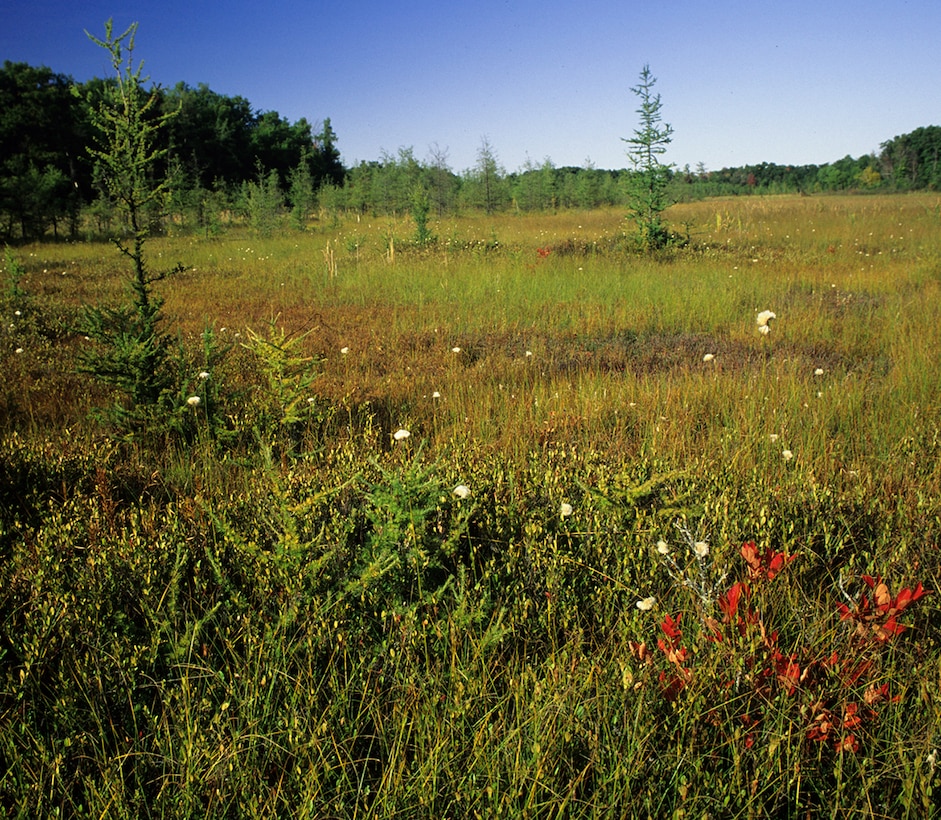 Bogs are wetlands with acidic, peaty soils and a carpet of Sphagnum mosses. Growing on the mossy mat are sedges, orchids, pitcher plants, evergreen shrubs and often scrubby black spruce and tamarack trees.