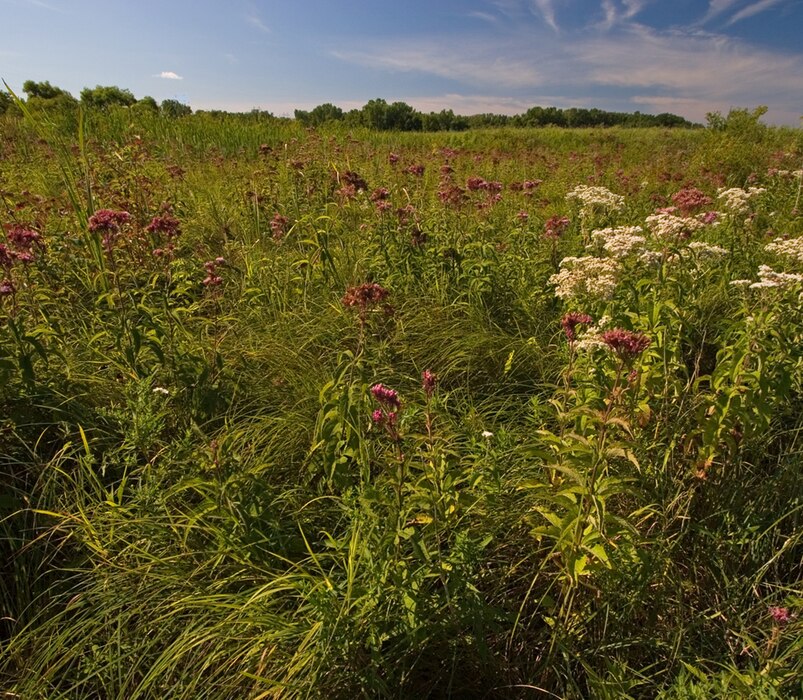 Wetland Types - Wet or Sedge Meadows