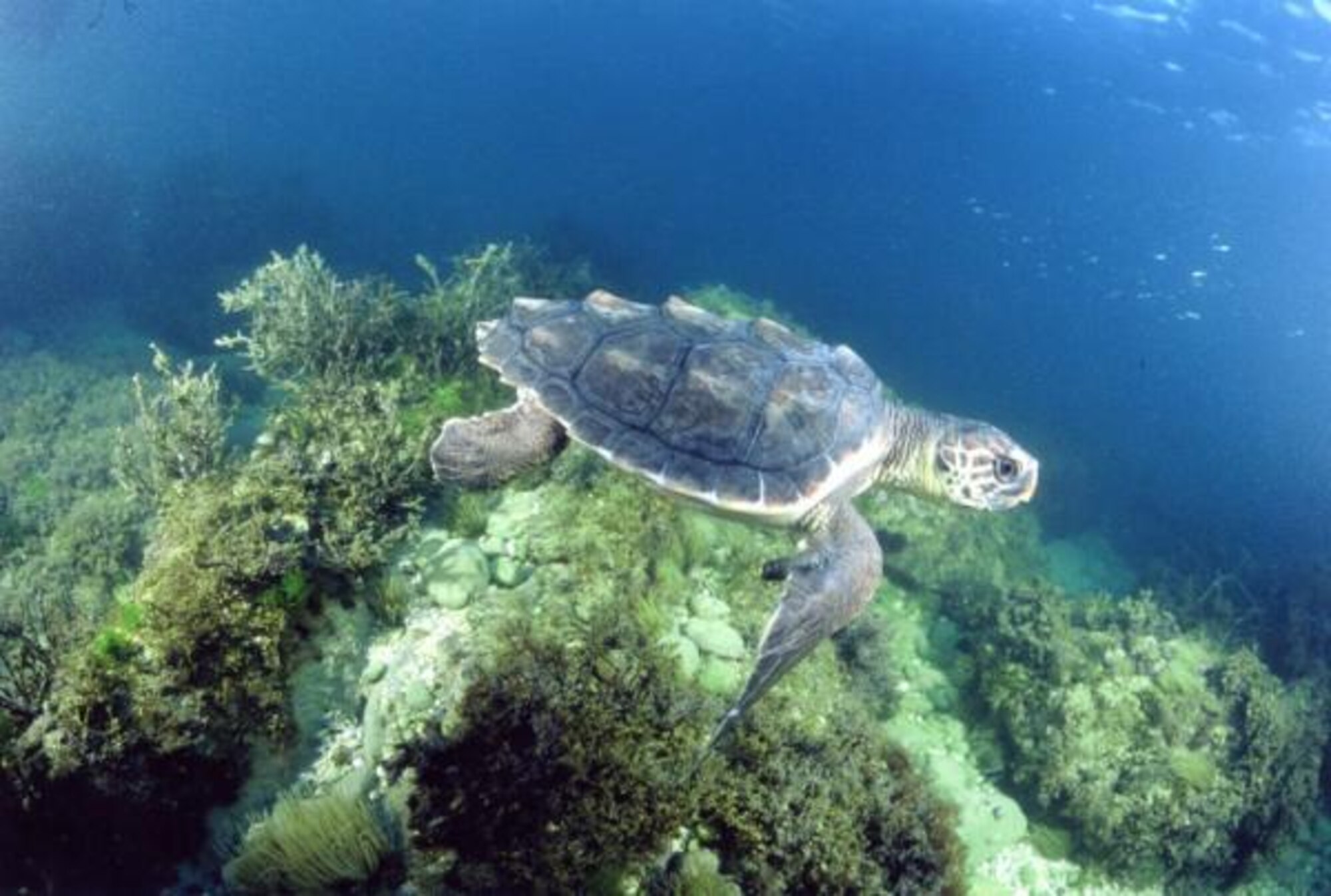 A loggerhead turtle is one example of protected wildlife under the Endangered Species Act. Team Patrick-Cape and the community, is reminded that sea turtle nesting season is May 1 to Oct. 31, and that all nonessential lighting must be extinguished between 9 p.m. to 6 a.m. during nesting season in effort to protect wildlife. (Courtesy photo/noaa.gov)