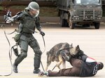 A Brazilian military working dog and his handler assigned to the Batalhao de Policia do Exercito de Brasilia (Brasilia Military Police Battalion) apprehend a role-playing protestor during a riot control demonstration at the battalion’s headquarters in Brasilia, Brazil April 1.