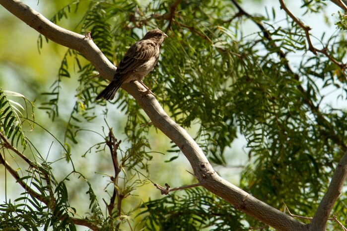 A sparrow [bird] perches atop a mesquite tree branch located in the Maj. Gen. Billy McCoy Environmental Grove during a group cleanup event April 24, 2014 at Nellis Air Force Base, Nev. The grove serves as not only an area for Airmen to relax, but as an area for wildlife as well. (U.S. Air Force photo by Airman 1st Class Timothy Young)