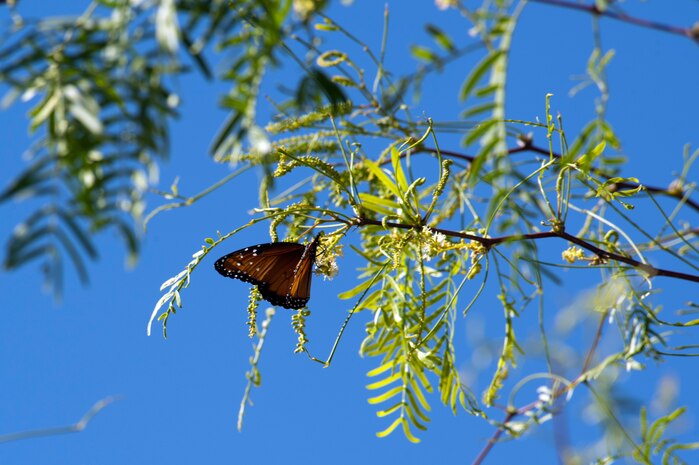 A monarch butterfly lands on a mesquite tree branch located in the Maj. Gen. Billy McCoy Environmental Grove during a group cleanup event April 24, 2014 at Nellis Air Force Base, Nev. In fall 1990, Maj. Gen. Billy McCoy, commander of what was then the U.S. Air Force Fighter Weapons Center, established a separate environmental office at Nellis Air Force Base with one goal in mind: "mission accomplishment through environmental excellence." (U.S. Air Force photo by Airman 1st Class Timothy Young)
