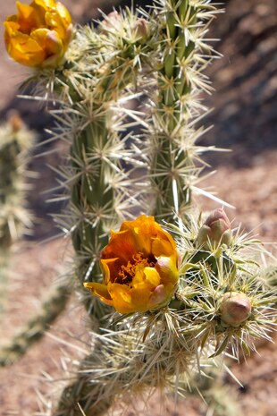 A Cholla cactus also known as "jumping cactus” is in full bloom at the Maj. Gen. Billy McCoy Environmental Grove April 24, 2014, at Nellis Air Force Base, Nev.  The environmental grove has over a hundred desert trees and plants and serves as a reminder that Earth Day is more than a one-day event or annual environmental wake-up call. (U.S. Air Force photo by Lorenz Crespo)