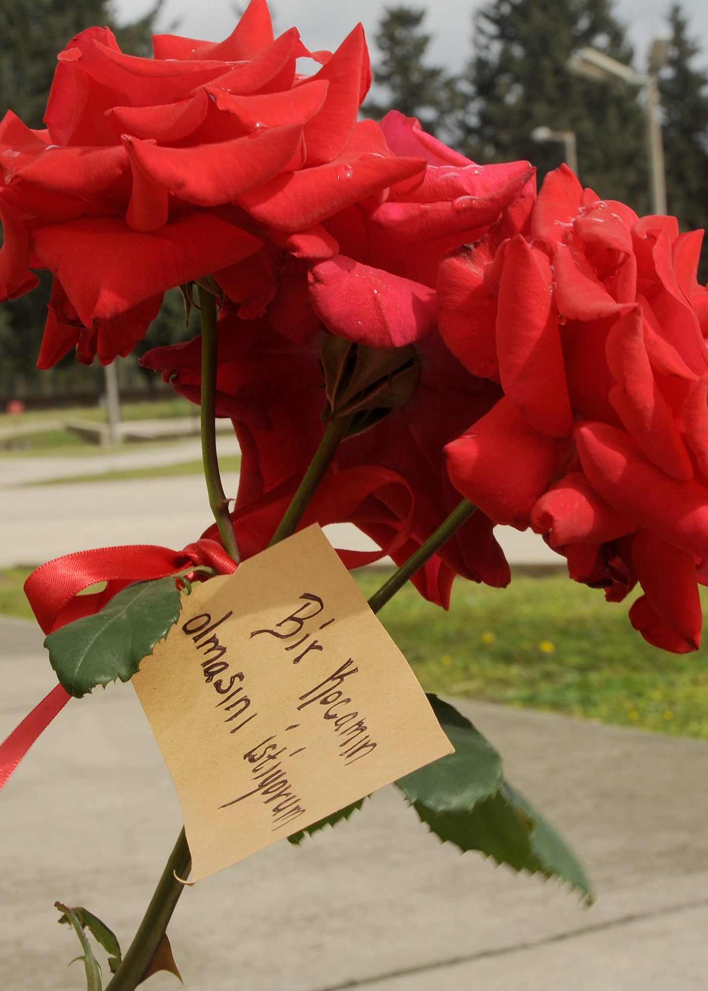 INCIRLIK AIR BASE, Turkey—A wish is tied to a rose bush with a red ribbon as part of the Turkish spring festival of Hidirellez, which is held on May 6, each year. According to Turkish culture, wishes are significant during this celebration because Hidir, also known as Hizir, is an immortal person believed to come in time of need. The importance of May 6, is it is believed Hizir and Prophet Elijah met on that day. (U.S. Air Force photo by SSgt Veronica Pierce/Released) 