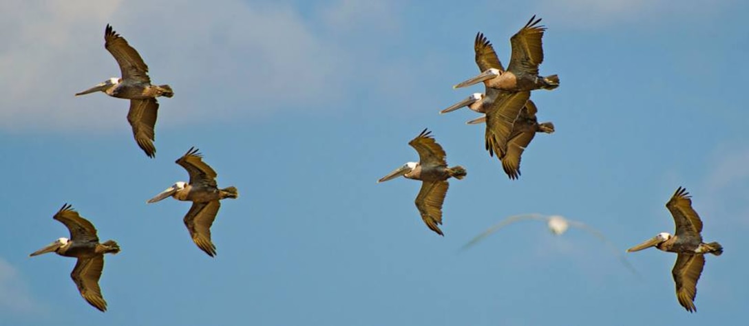 Brown pelicans ride updrafts over Ferry Slip Island. Managed by North Carolina Audubon and owned by the state of North Carolina, the former Wilmington District dredged material disposal site has developed into some of the last nesting areas for seabirds in southeastern North Carolina. (USACE photo by Hank Heusinkveld)  