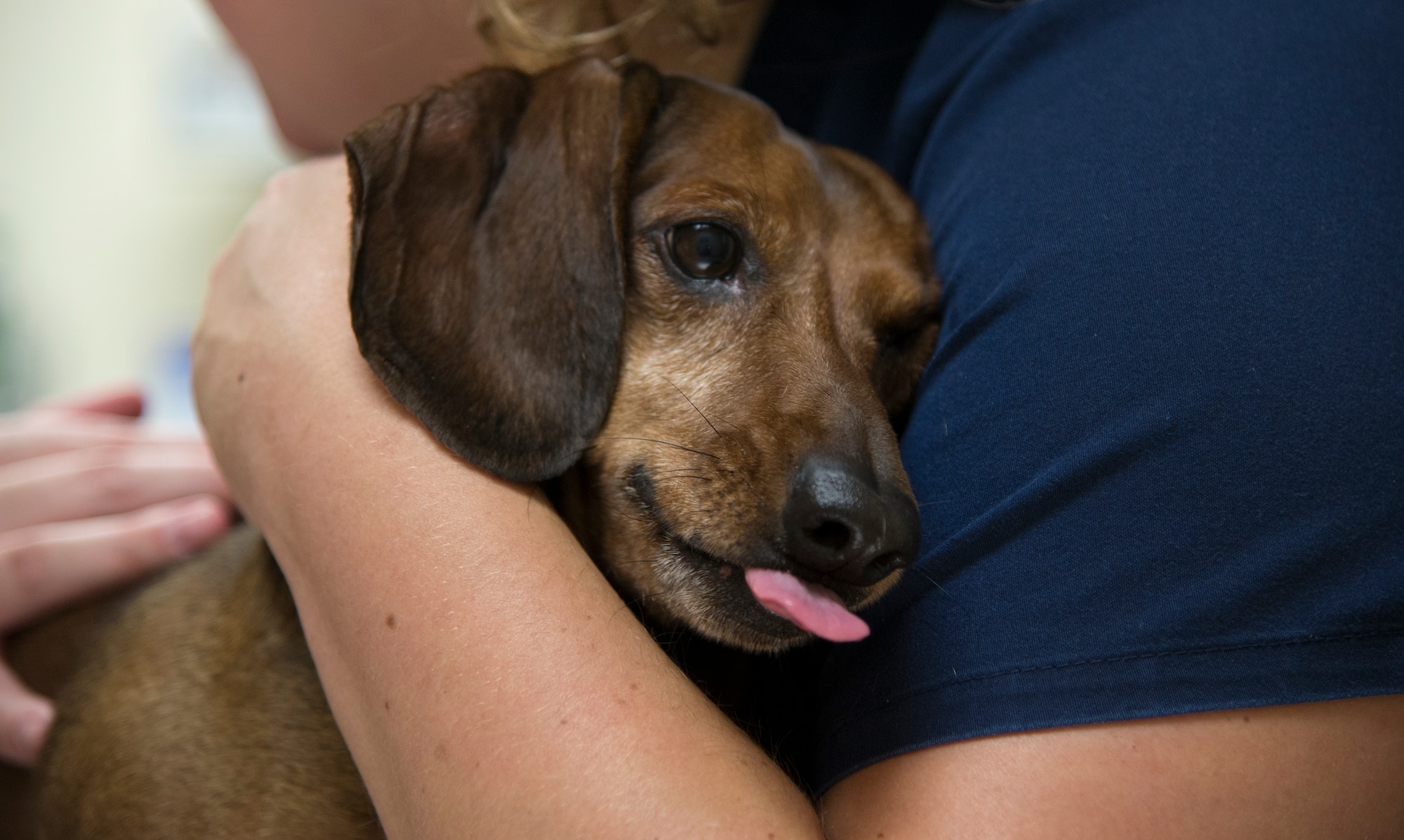 Lindsey Gren, Public Health Command veterinary operations assistant, comforts her dog, Duke, during an appointment at the Moody Veterinary Treatment Facility at Moody Air Force Base, Ga., July 31, 2014. The facility will return to full operations Aug. 18, 2014, after gaining two new veterinarians. (U.S. Air Force photo by Airman 1st Class Sandra Marrero/Released)
