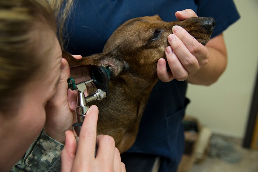 U.S. Army Capt. Allison Brekke, Army Public Health Command veterinarian, uses an otoscope to check a pet’s ears at the Moody Veterinary Treatment Facility at Moody Air Force Base, Ga., July 31, 2014. Brekke treated the dog for an infection and assessed it for allergies. (U.S. Air Force photo by Airman 1st Class Sandra Marrero/Released)
