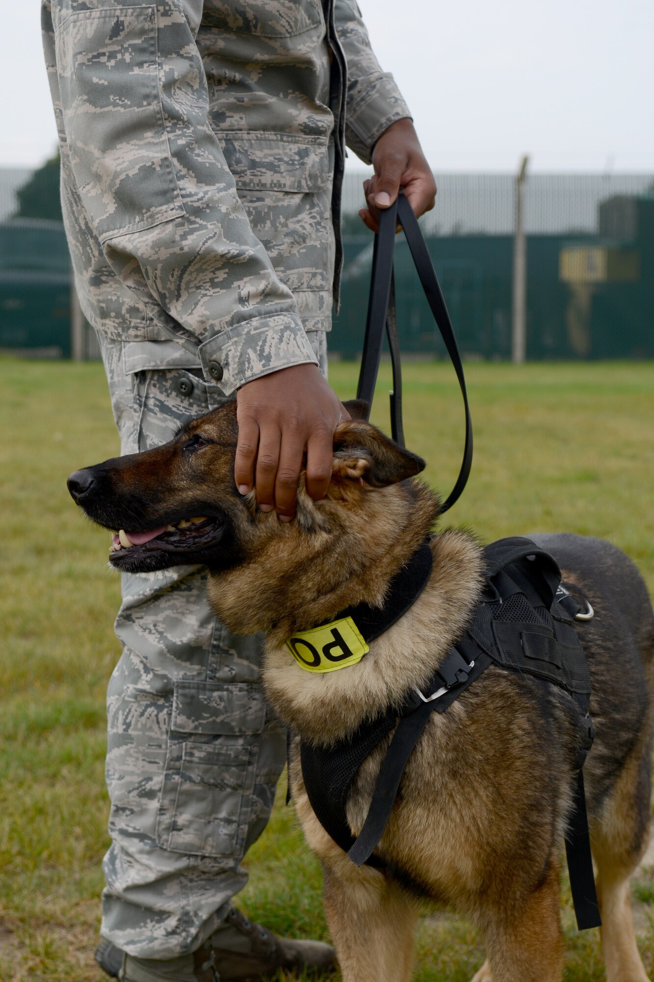 U.S. Air Force Staff Sgt. Matthew Clark, 100th Security Forces Squadron military working dog handler from Dodge City, Kan., pets MWD Gina following detection training Aug. 1, 2014, on RAF Mildenhall, England.  Upon completion, Clark and Gina become a certified MWD team. (U.S. Air Force photo/Airman 1st Class Kyla Gifford/Released)