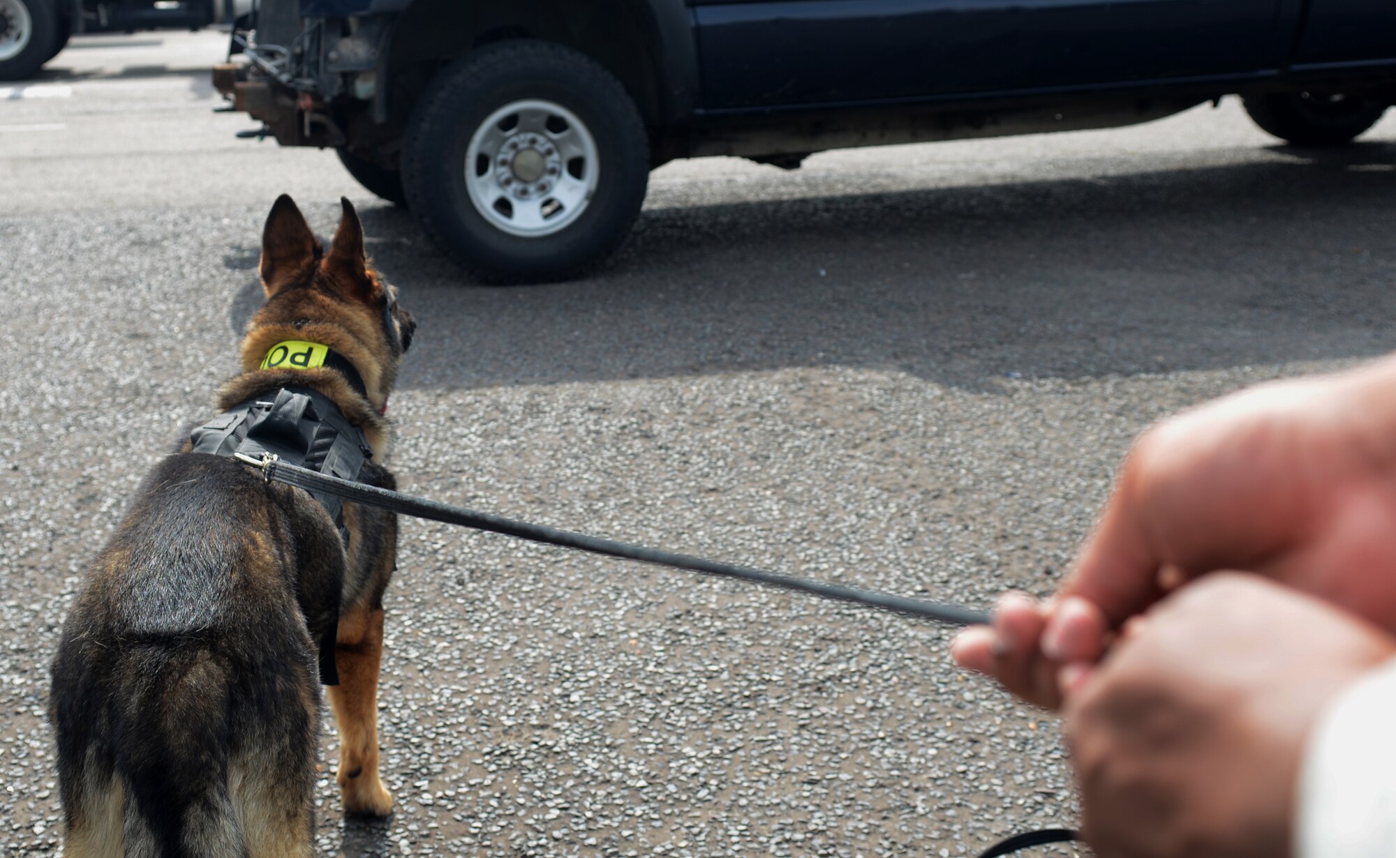Gina, 100th Security Forces Squadron Military Working Dog, detects various scents found on vehicles Aug. 1, 2014, on RAF Mildenhall, England. The 7-year-old detection dog and her handler focus on commands and scent detection in order to become a certified MWD team. (U.S. Air Force photo/Airman 1st Class Kyla Gifford/Released)