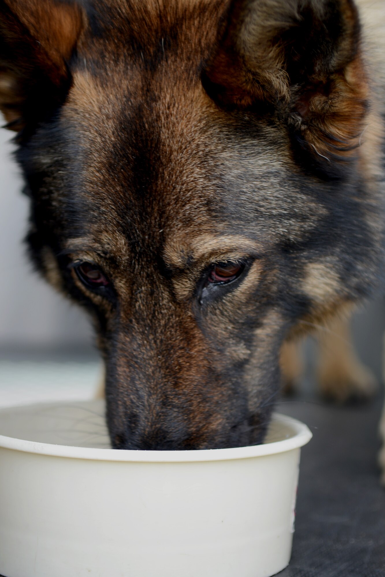 Gina, 100th Security Forces Squadron Military Working Dog hydrates after scent detection training Aug. 1, 2014, on RAF Mildenhall, England. Gina trains on scent detection and her ability to follow her handler’s commands. (U.S. Air Force photo/Airman 1st Class Kyla Gifford/Released)
