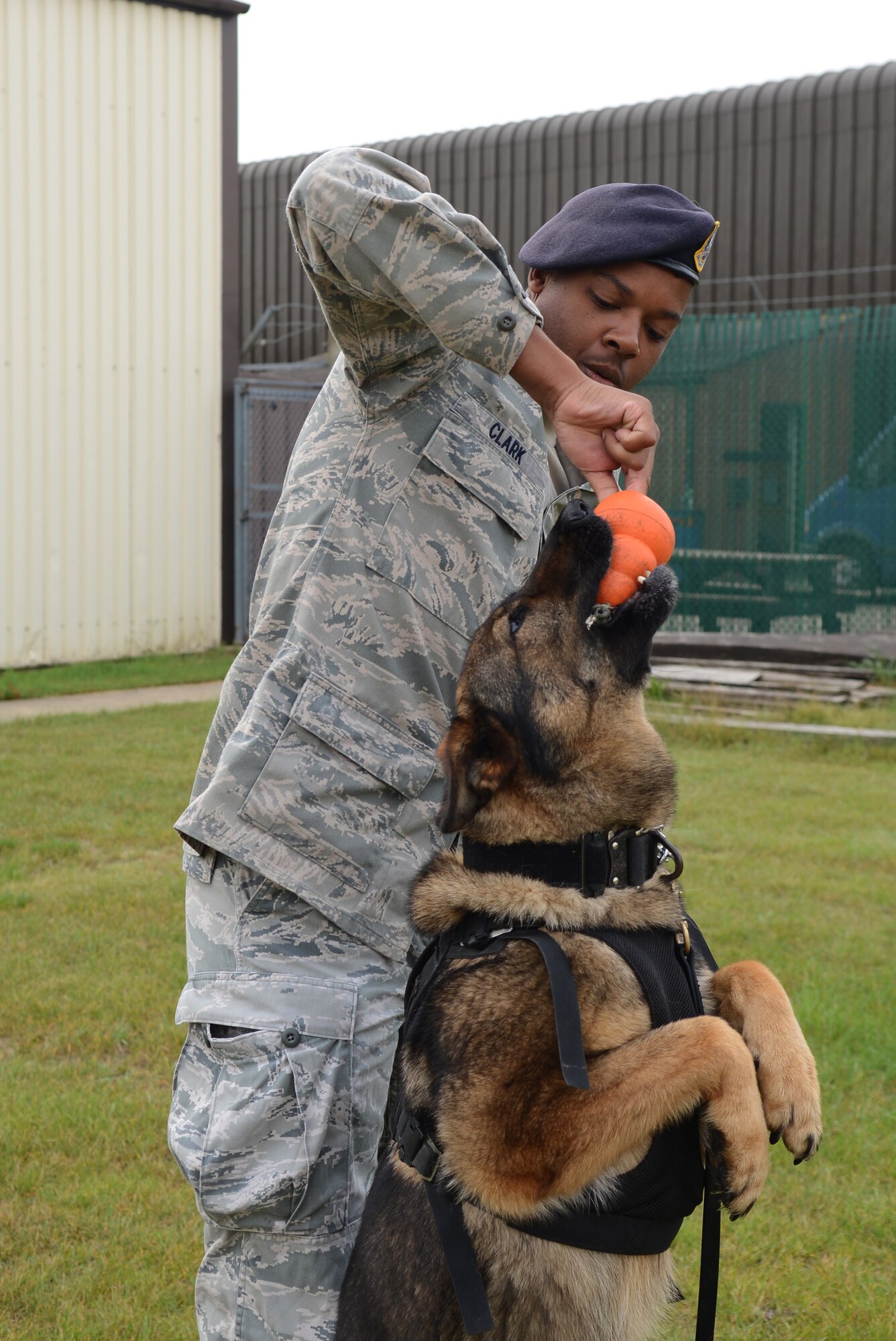 U.S. Air Force Staff Sgt. Matthew Clark, 100th Security Forces Squadron military working dog handler from Dodge City, Kan., trains with MWD Gina Aug. 1, 2014, on RAF Mildenhall, England. As a handler, Clark is required to complete various types of training exercises to become certified to work with Gina. (U.S. Air Force photo/Airman 1st Class Kyla Gifford/Released)