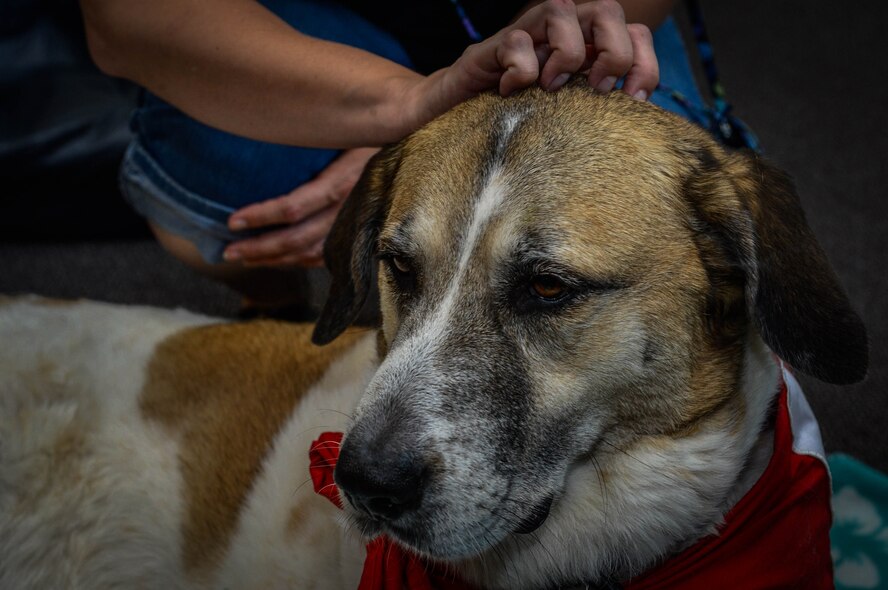 Rocky, a Red Cross Morale Dog, meets with people in the library at Spangdahlem Air Base, Germany, July 31, 2014. Parents and children were able to pet Rocky while he visited the base. Rocky also meets with patients at hospitals and people returning from deployment. (U.S. Air Force photo by Airman 1st Class Kyle Gese/Released)