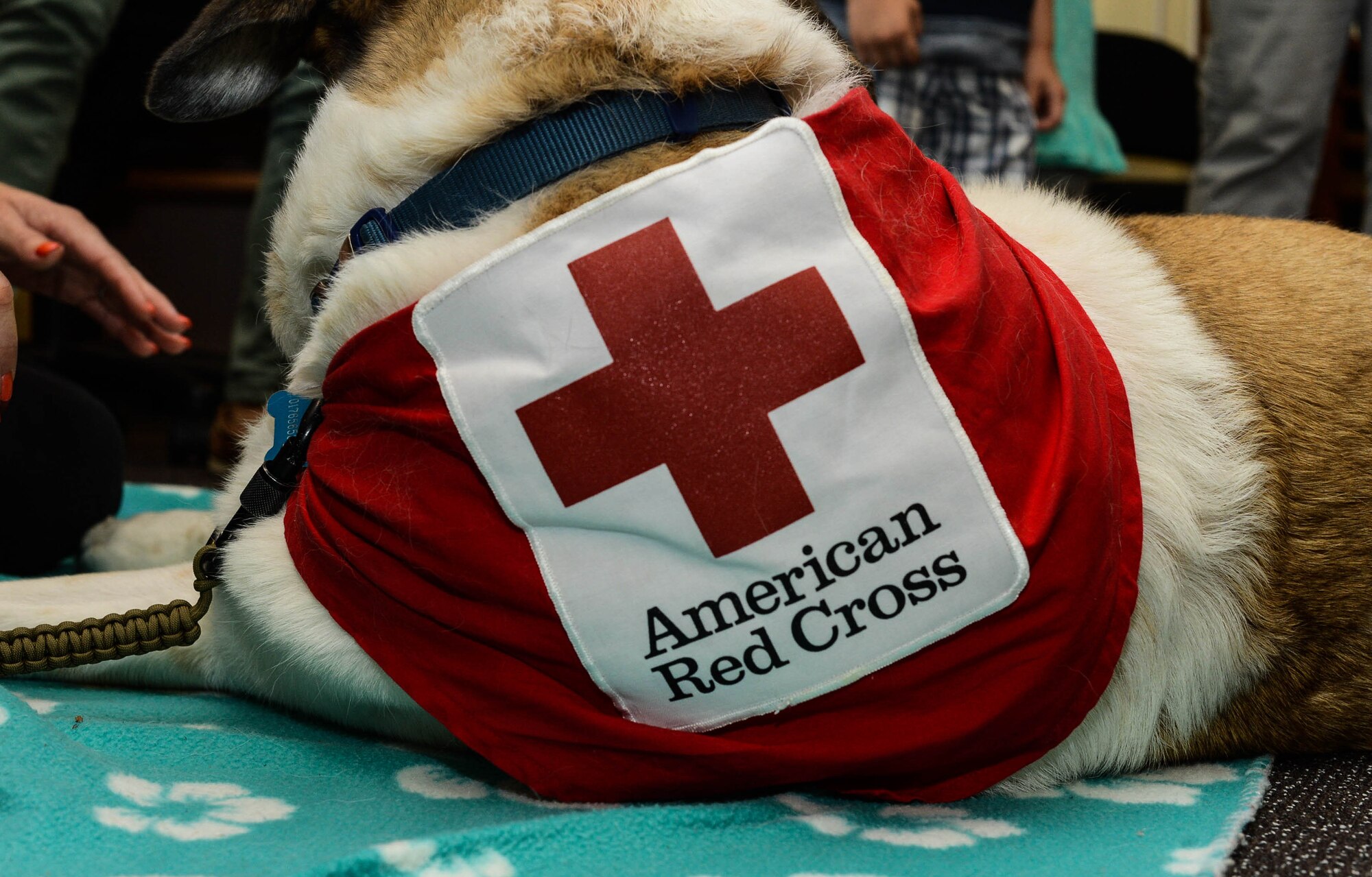 Rocky, a Red Cross Morale Dog, lies on the floor while meeting with children in the library at Spangdahlem Air Base, Germany, July 31, 2014.  The Red Cross visit was in partnership with the summer reading program. Rocky helps people overcome stress or traumatic events by raising morale. (U.S. Air Force photo by Airman 1st Class Kyle Gese/Released)