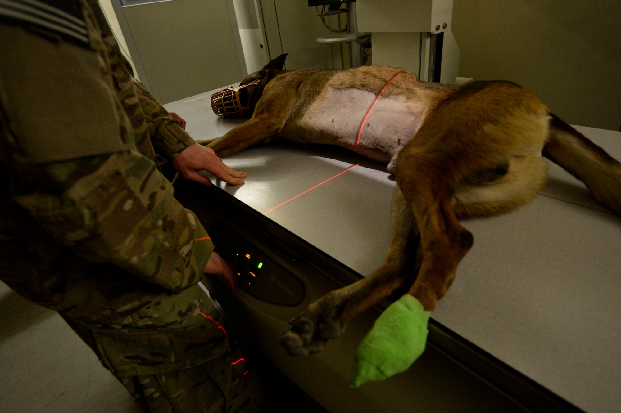 Kimbo, a military working dog, is prepared for an x-ray at Bagram Airfield, Afghanistan’s Craig Joint Theater Hospital July 24, 2014.  Diagnostic imaging techonologists not only provide services for service members but also all military working dogs here.  They average  40 exams a day. Diagnostic imaging technicians perform x-rays of the entire body in either surgical operating or imaging rooms.  They operate several types of imaging equipment to perform exams such as ultrasounds, CT scans and fluoroscopy.  (U.S. Air Force photo by Staff Sgt. Evelyn Chavez/Released)
