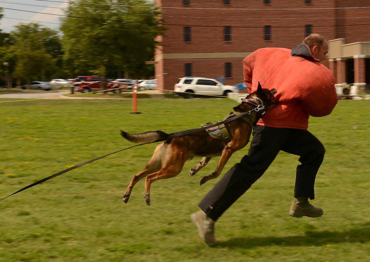 U.S. Air Force military working dog, Jony, bites Senior Airman Robert Coughlin, 20th Security Forces Squadron military working dog handler, while acting to resist arrest during a K-9 demonstration at the Kids Jamboree at Shaw Air Force Base, S.C., July 30, 2014. The event consisted of several demonstrations, booths and activities to include; a petting zoo and a children’s carnival. (U.S. Air Force photo by Senior Airman Tabatha Zarrella/Released) 