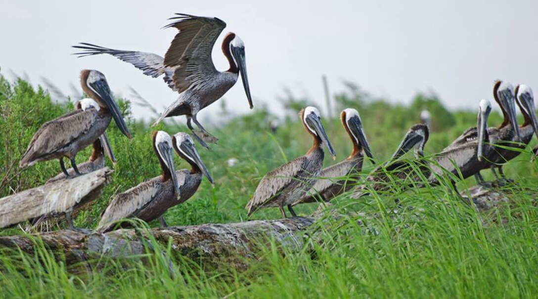 Brown pelicans rest after foraging for food on a former Wilmington District dredged material disposal area in the Cape Fear River south of Wilmington. Managed by North Carolina Audubon and owned by the state of North Carolina, the islands haved developed into some of the last nesting areas for seabirds in southeastern North Carolina. (USACE photo by Hank Heusinkveld)  
